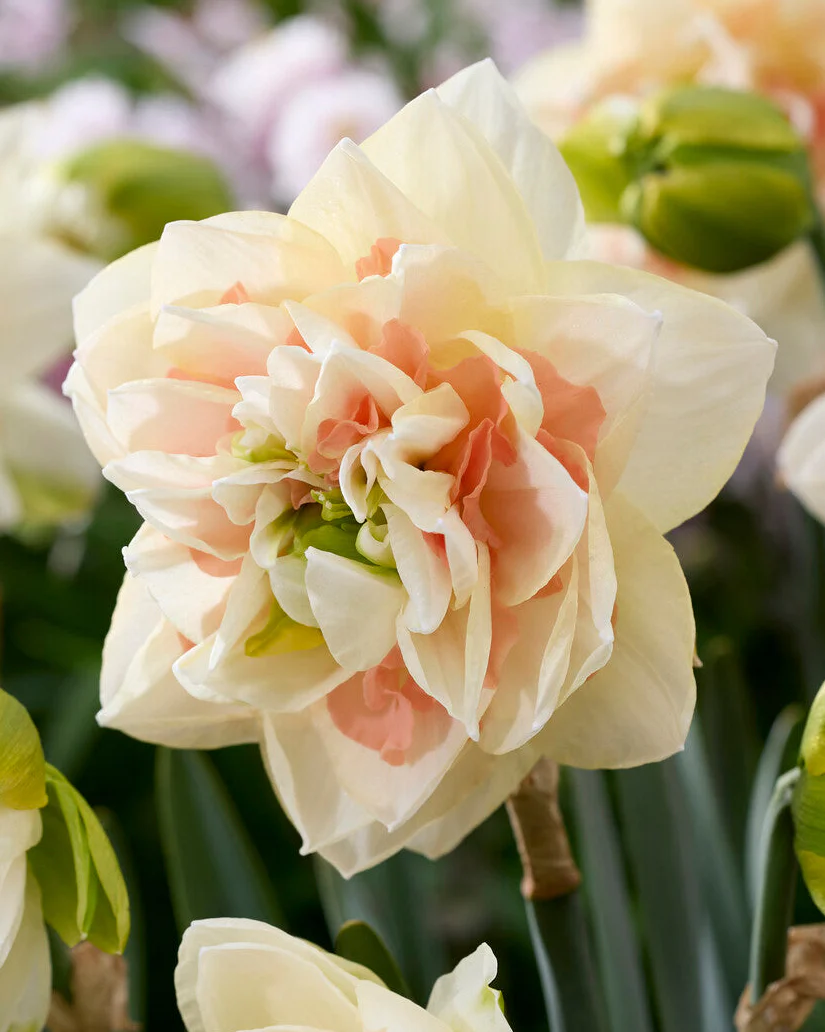 Narcissus 'Pom Pom Rose' - Image 7