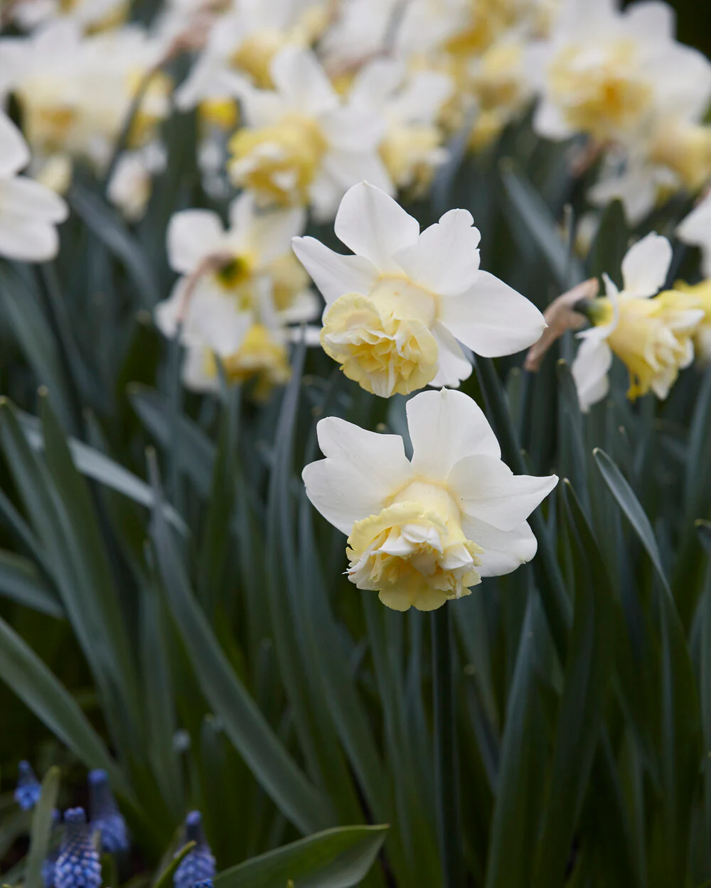 Narcissus 'Popeye' - Image 10