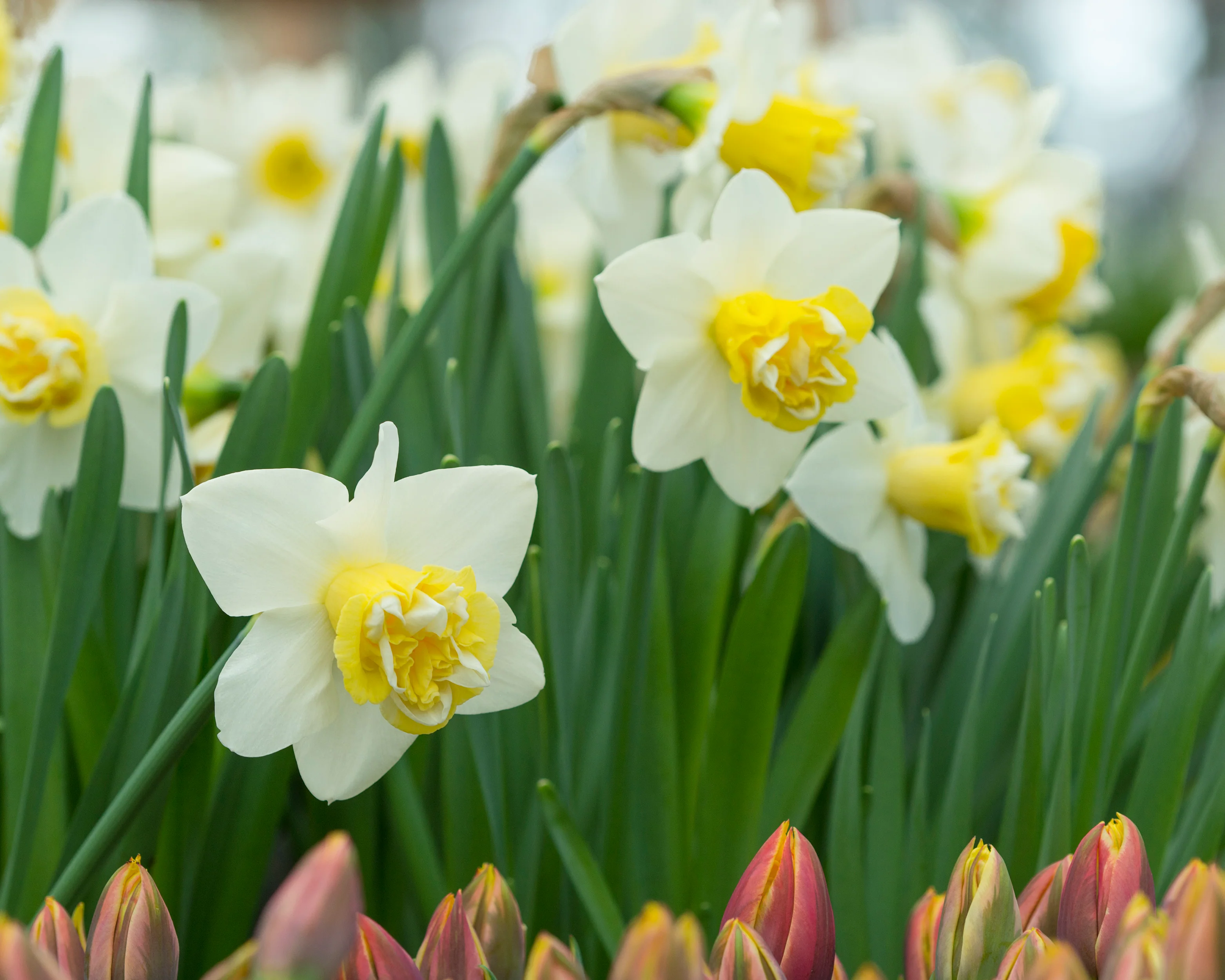 Narcissus 'Popeye' - Image 2