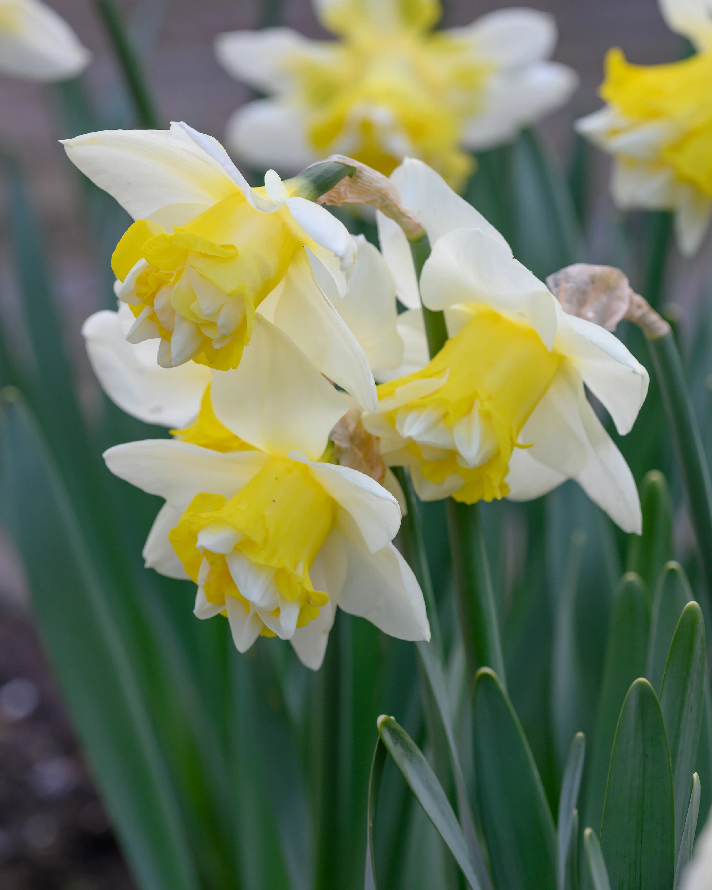 Narcissus 'Popeye' - Image 3