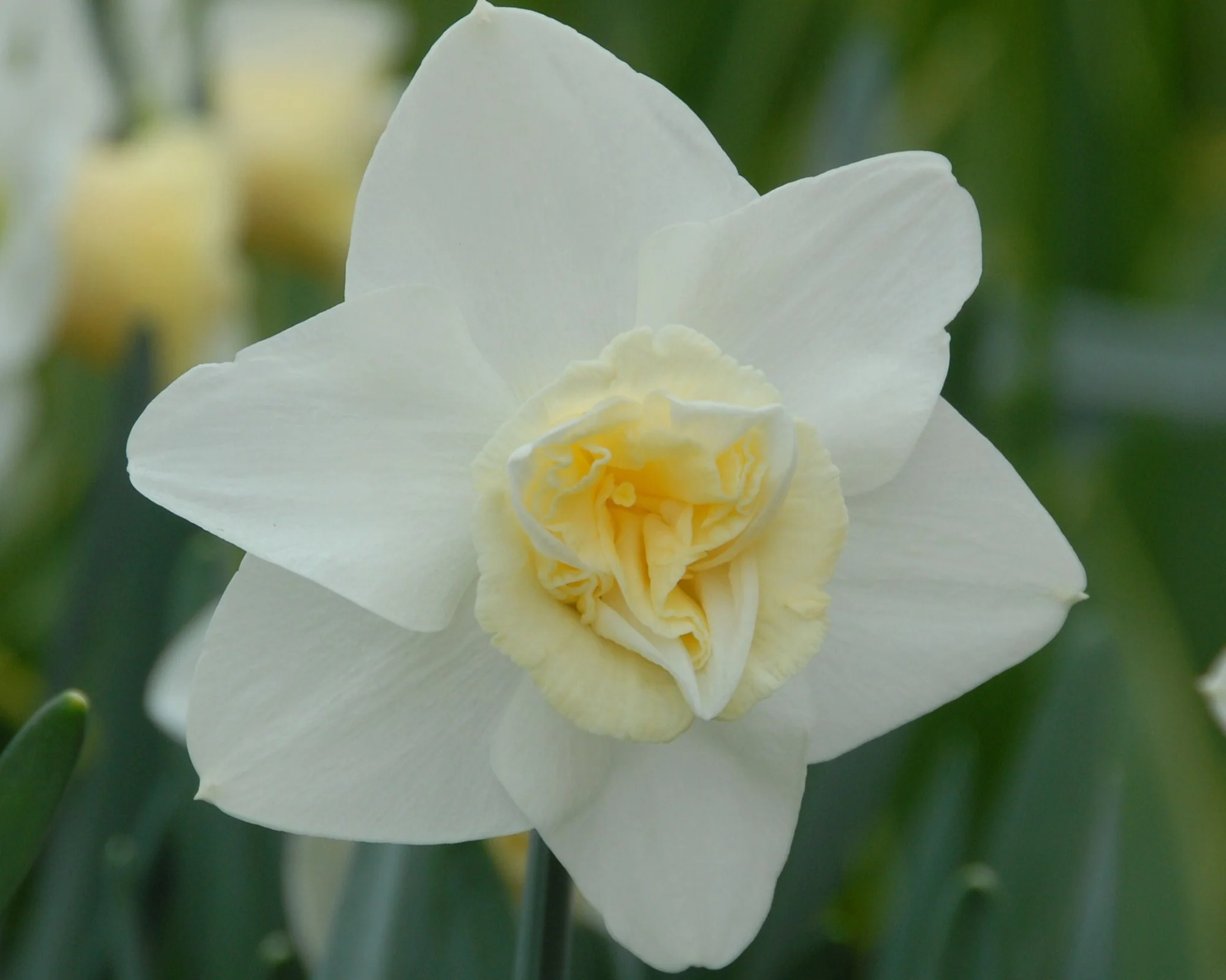 Narcissus 'Popeye' - Image 4