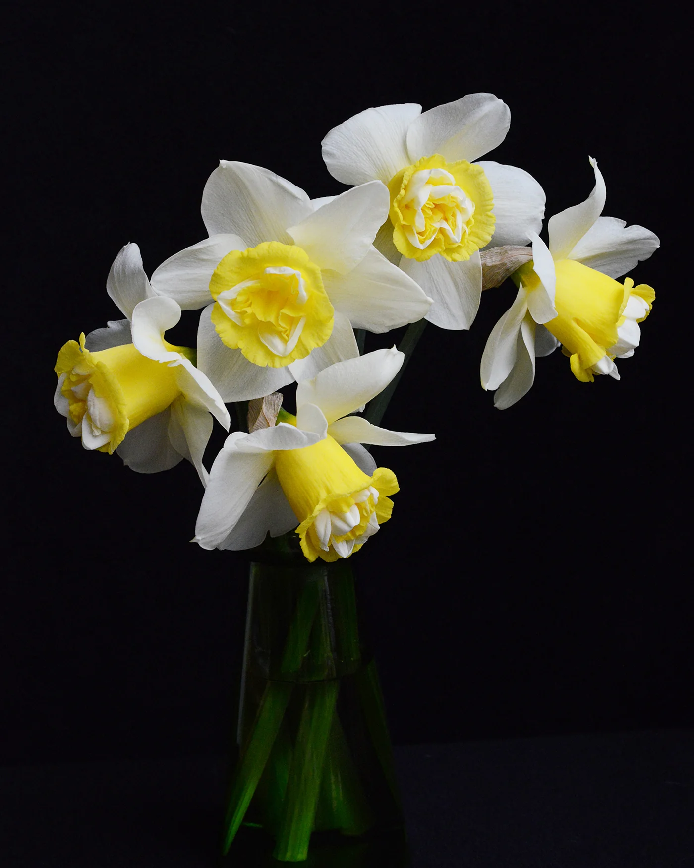 Narcissus 'Popeye' - Image 6