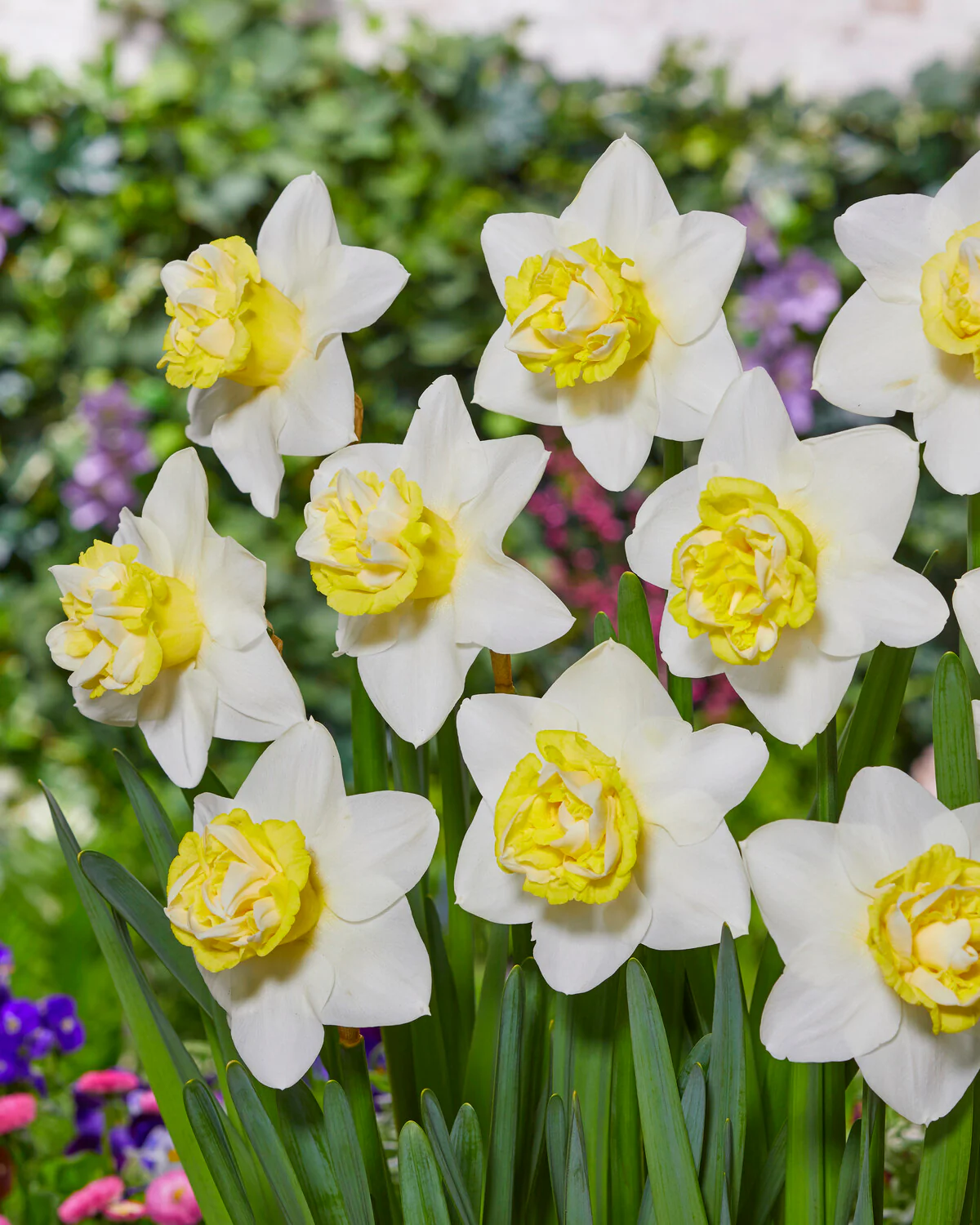 Narcissus 'Popeye' - Image 7