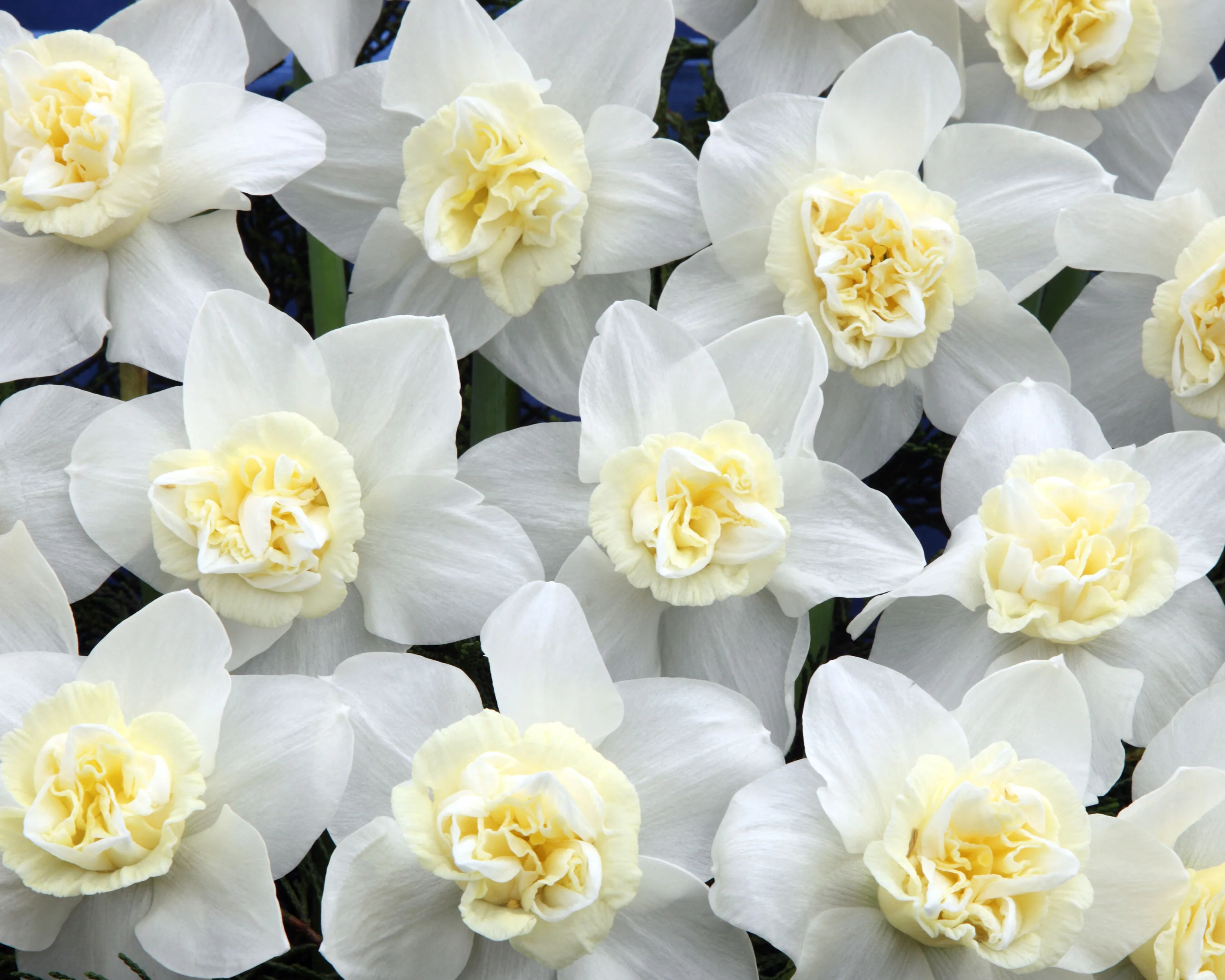 Narcissus 'Popeye' - Image 8