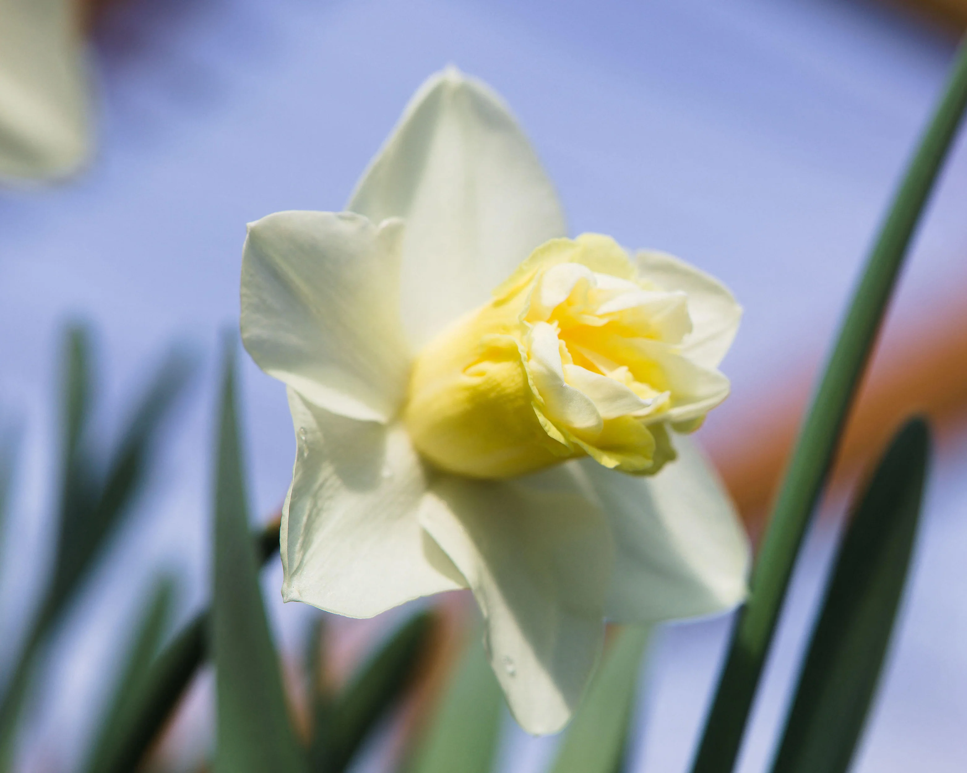 Narcissus 'Popeye' - Image 9