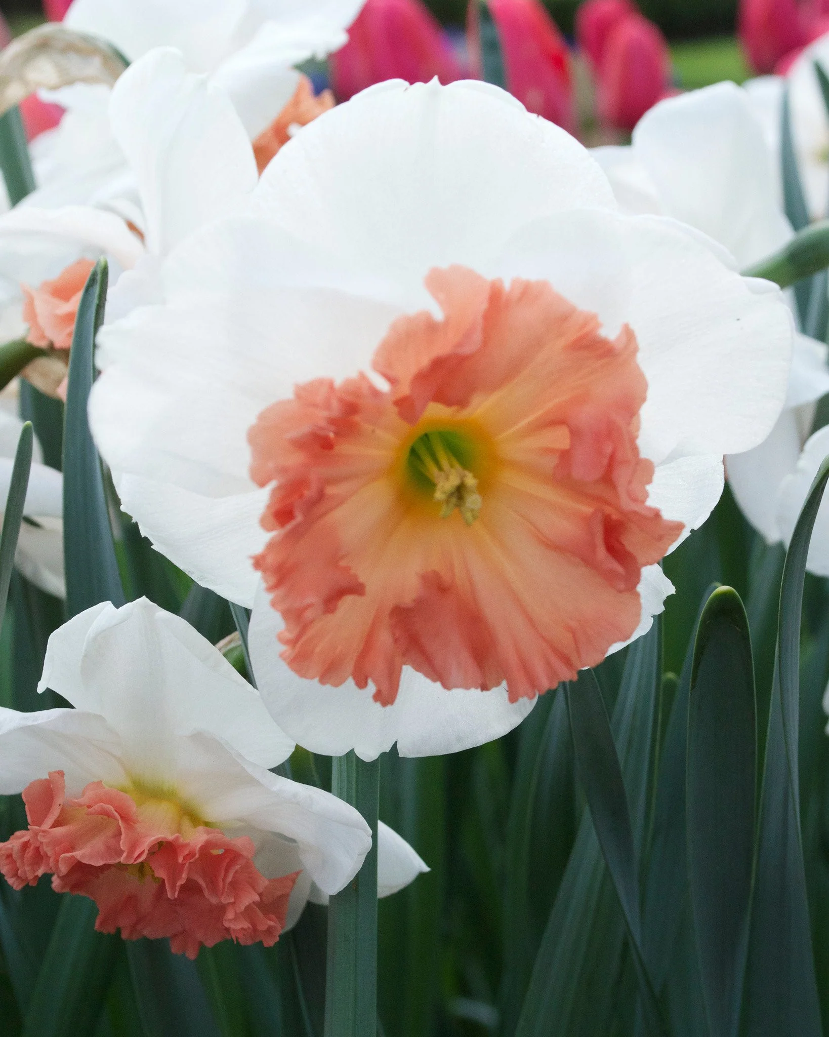 Narcissus 'Precocious' - Image 10
