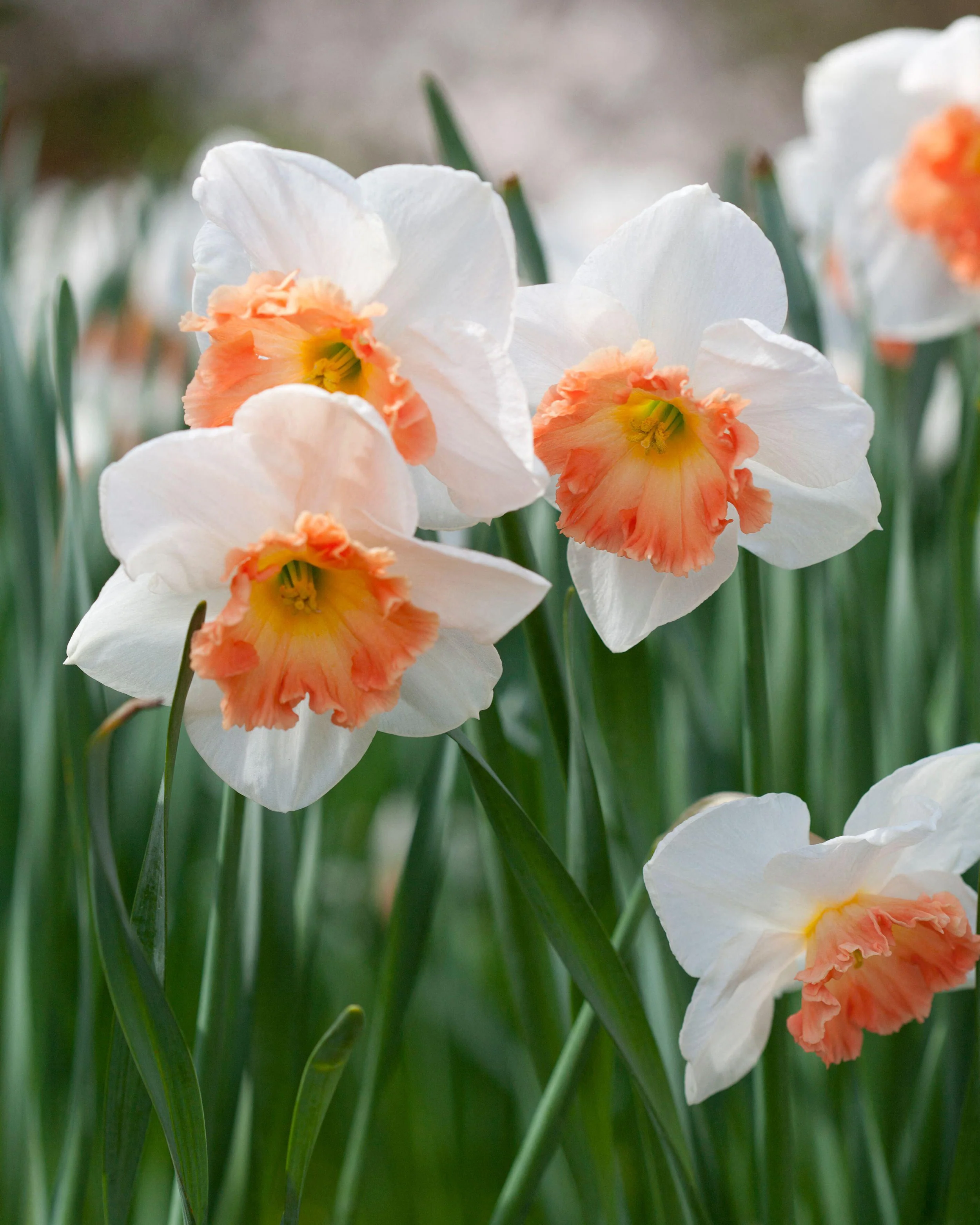 Narcissus 'Precocious' - Image 2