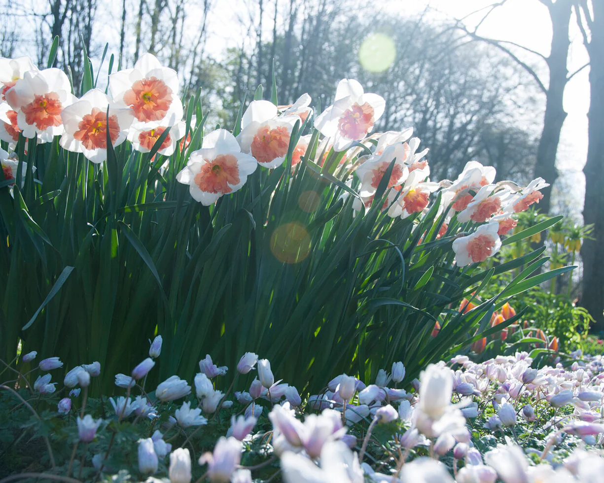 Narcissus 'Precocious' - Image 4