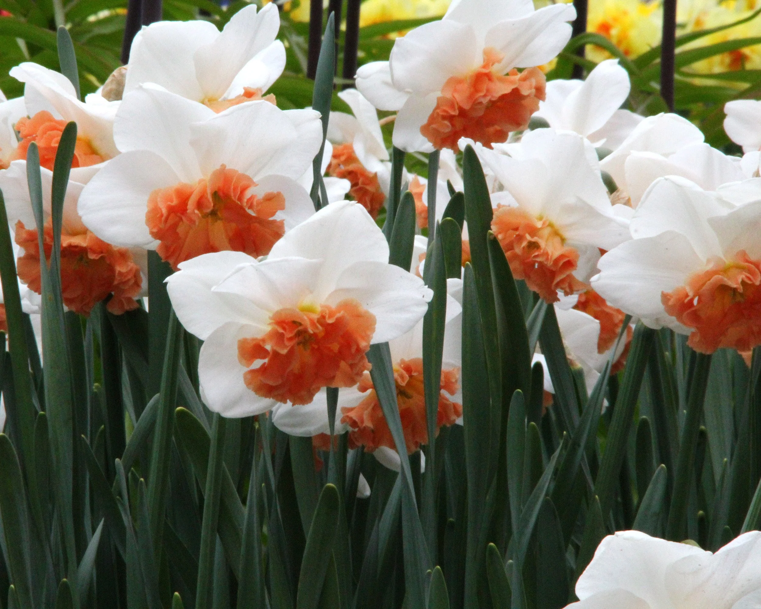 Narcissus 'Precocious' - Image 8