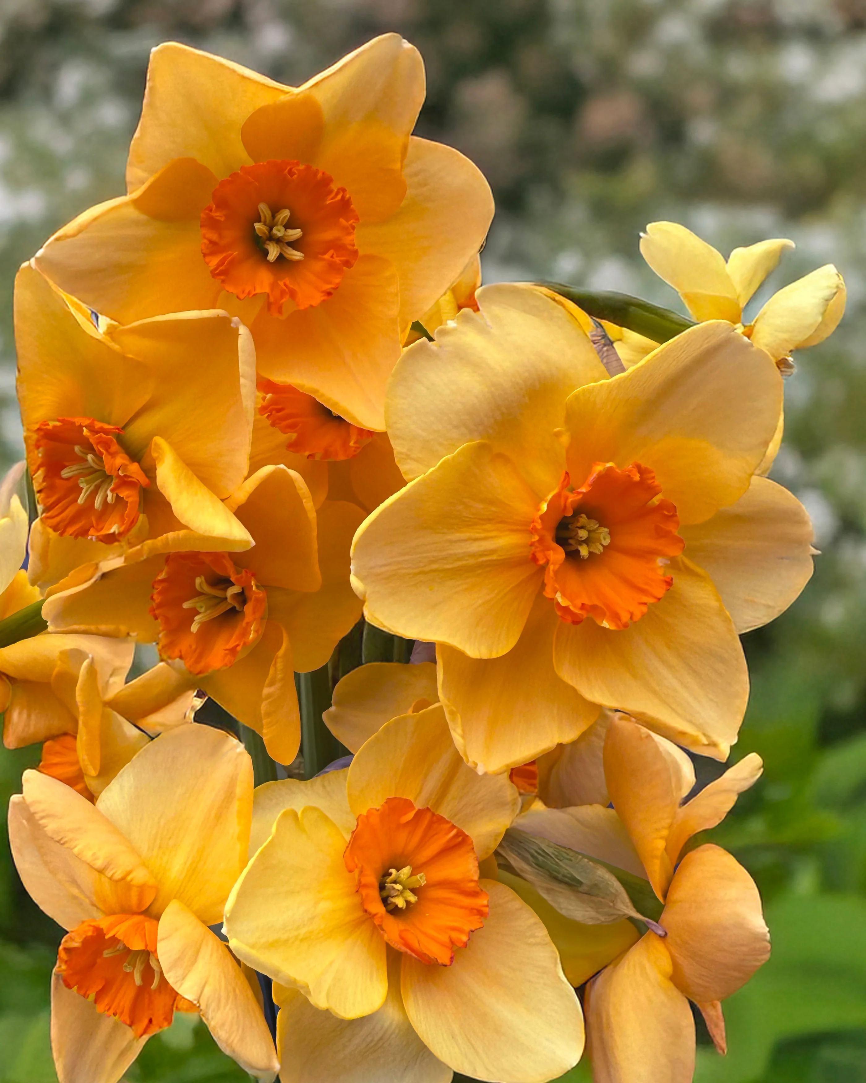 Narcissus 'Pumpkin Spice' - Image 2