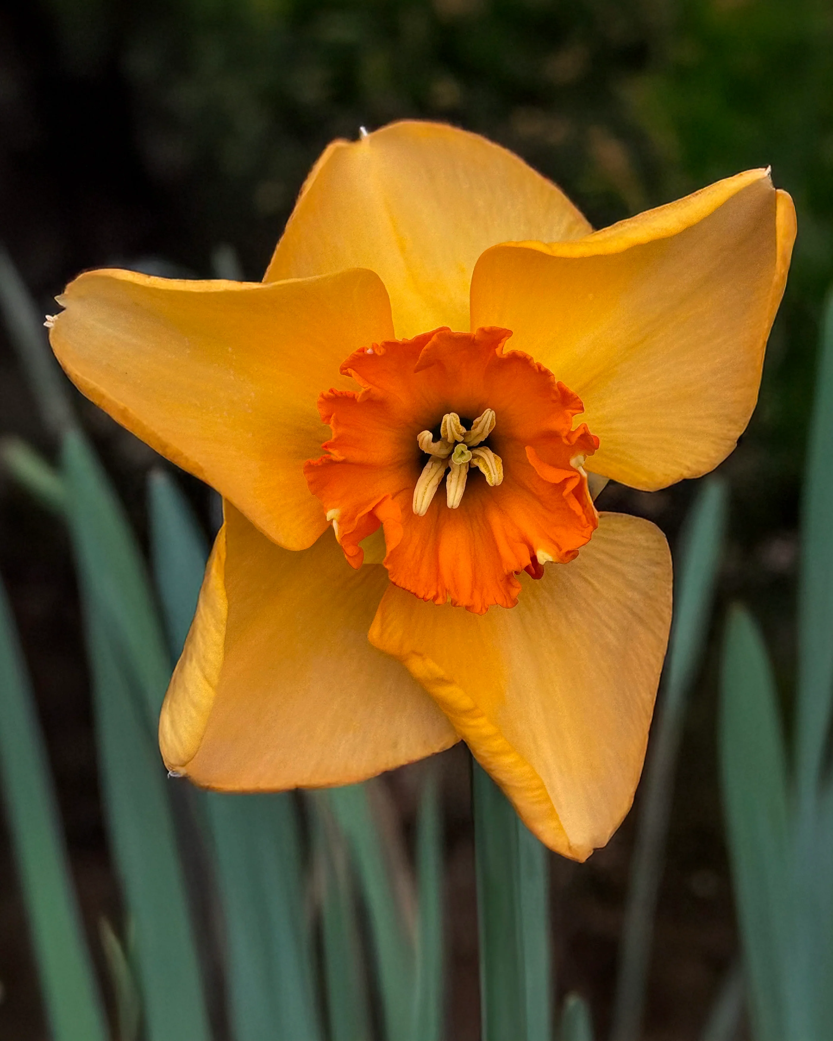 Narcissus 'Pumpkin Spice' - Image 3