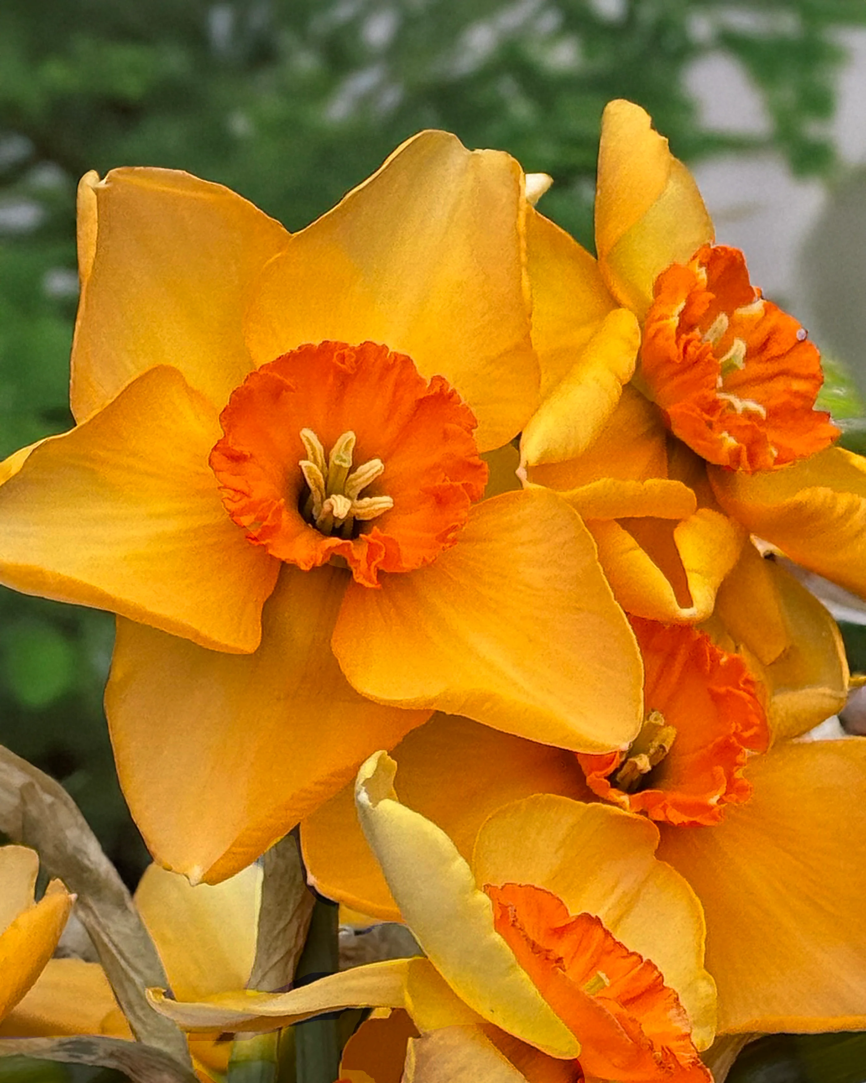Narcissus 'Pumpkin Spice' - Image 5