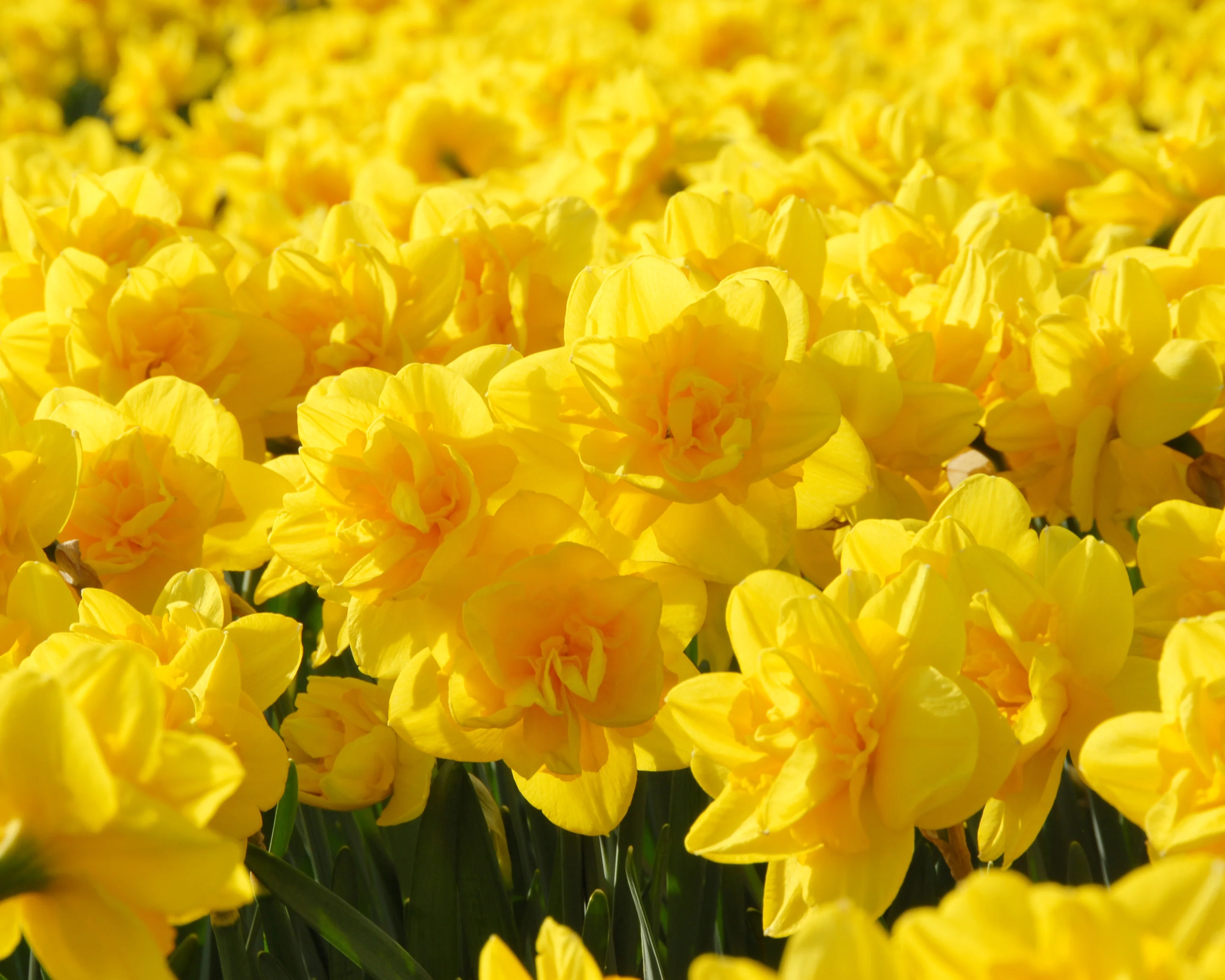 Narcissus 'Queen's Day' - Image 3
