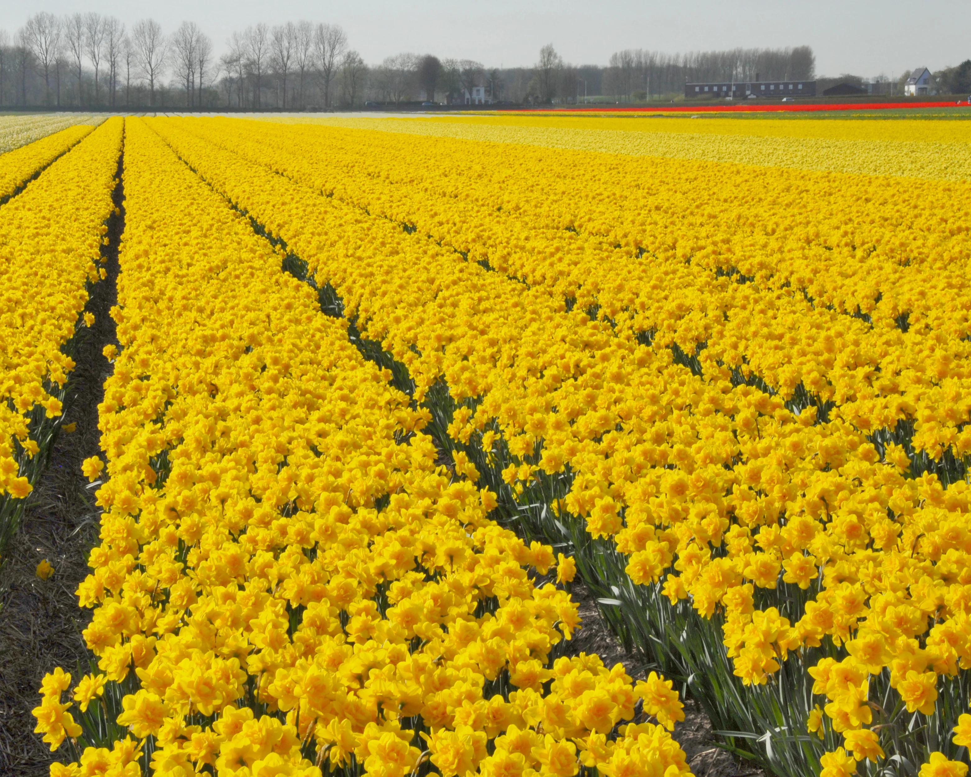 Narcissus 'Queen's Day' - Image 6