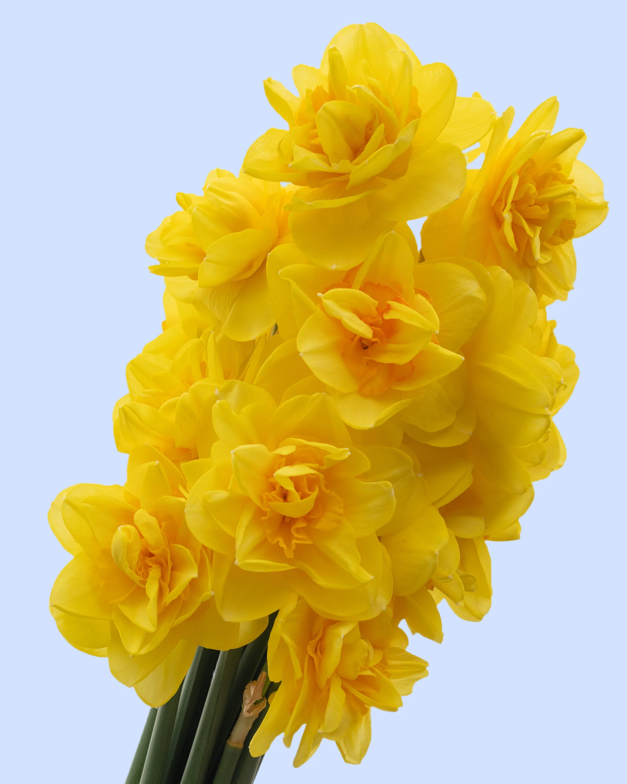 Narcissus 'Queen's Day' - Image 7