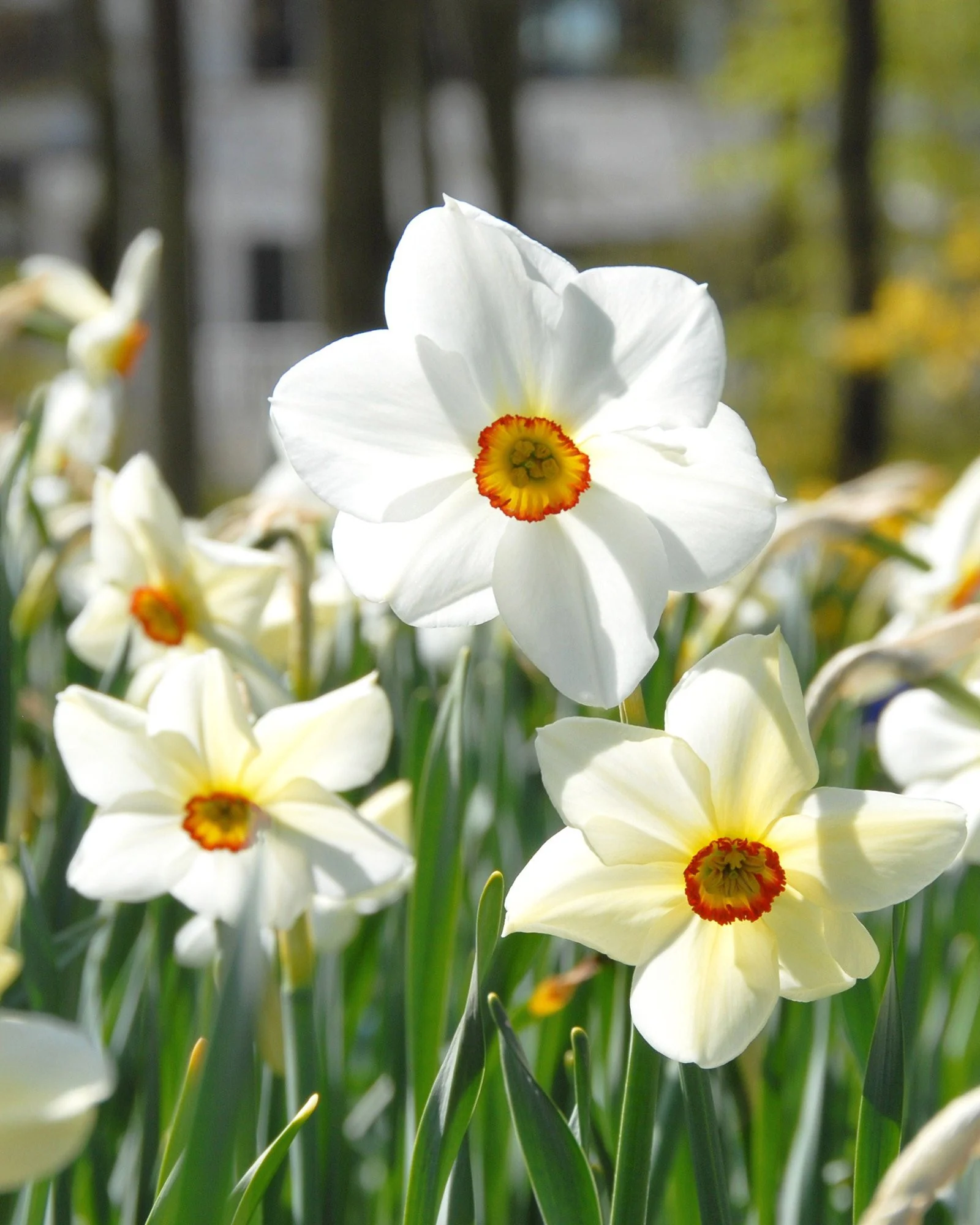 Narcissus 'Pheasant's Eye' - Image 3