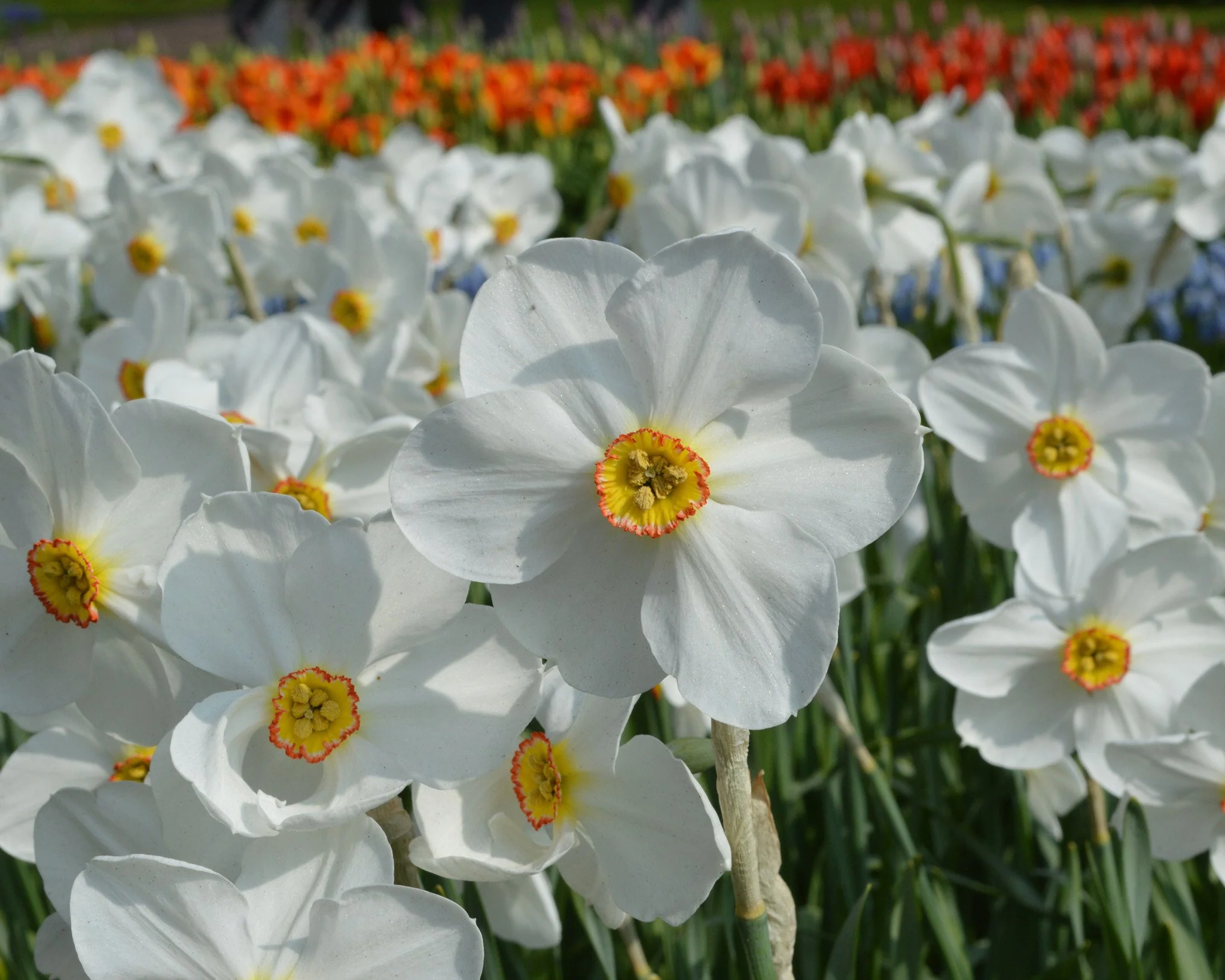 Narcissus 'Pheasant's Eye' - Image 6