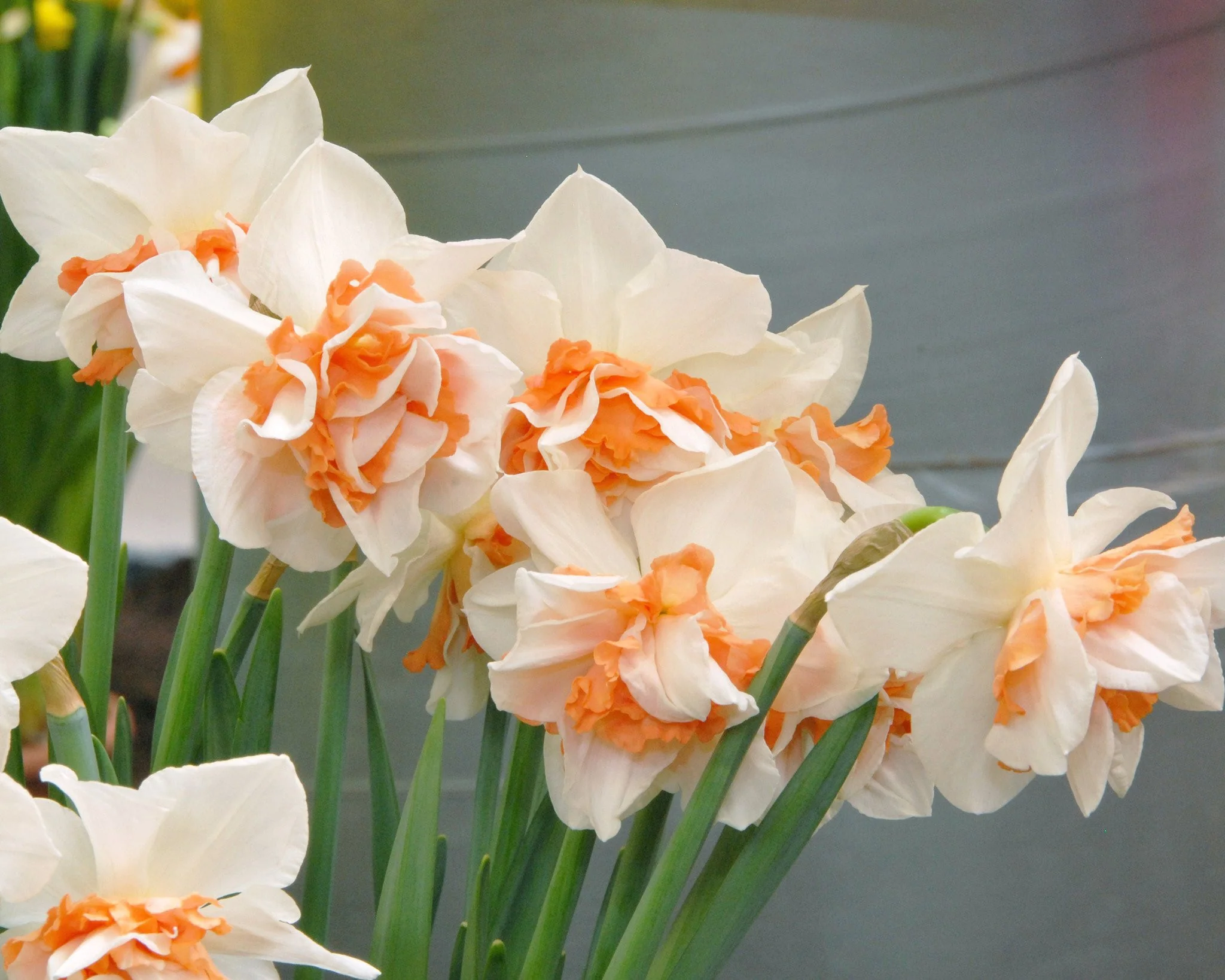 Narcissus 'Replete' - Image 4