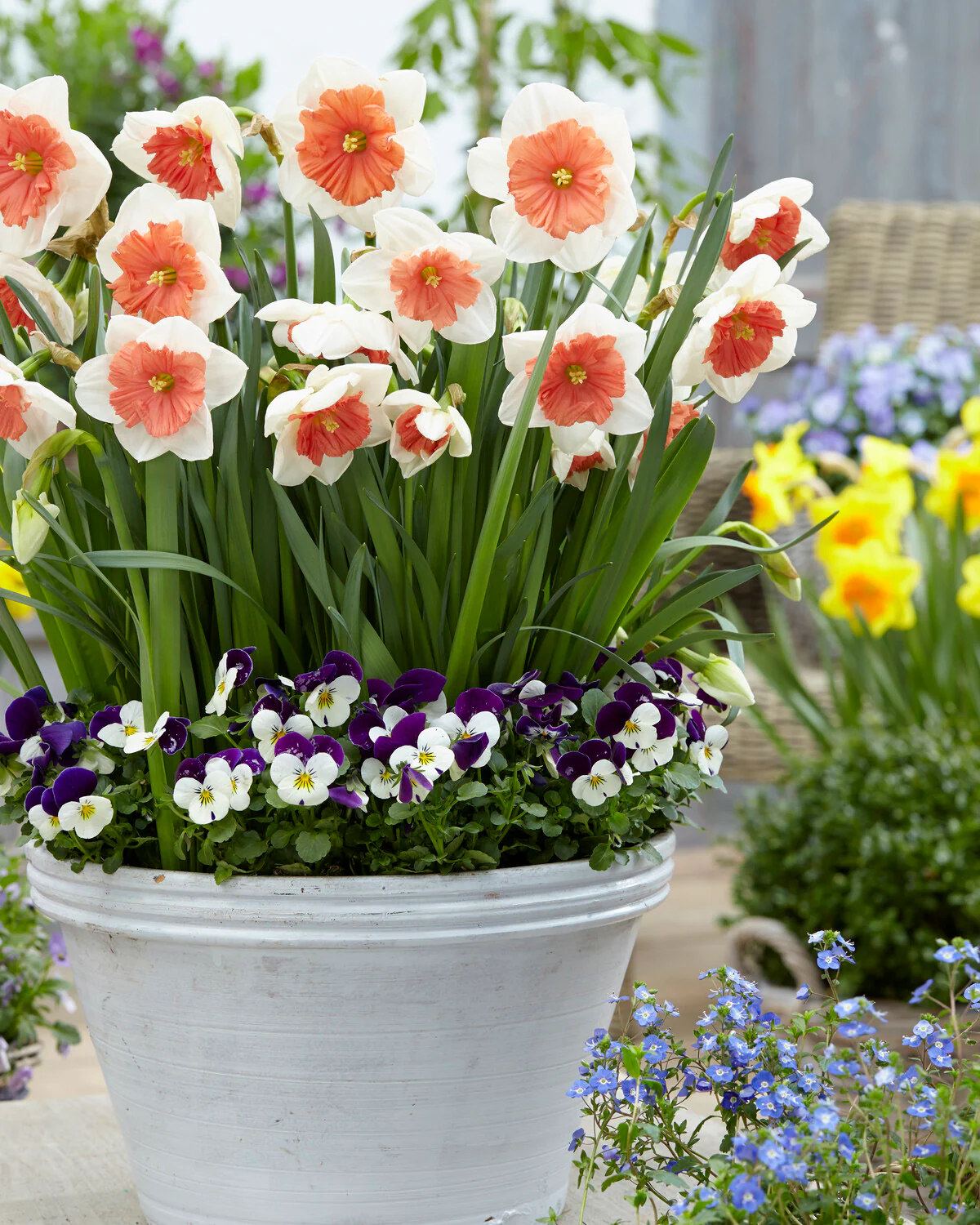 Narcissus 'Riot' - Image 4