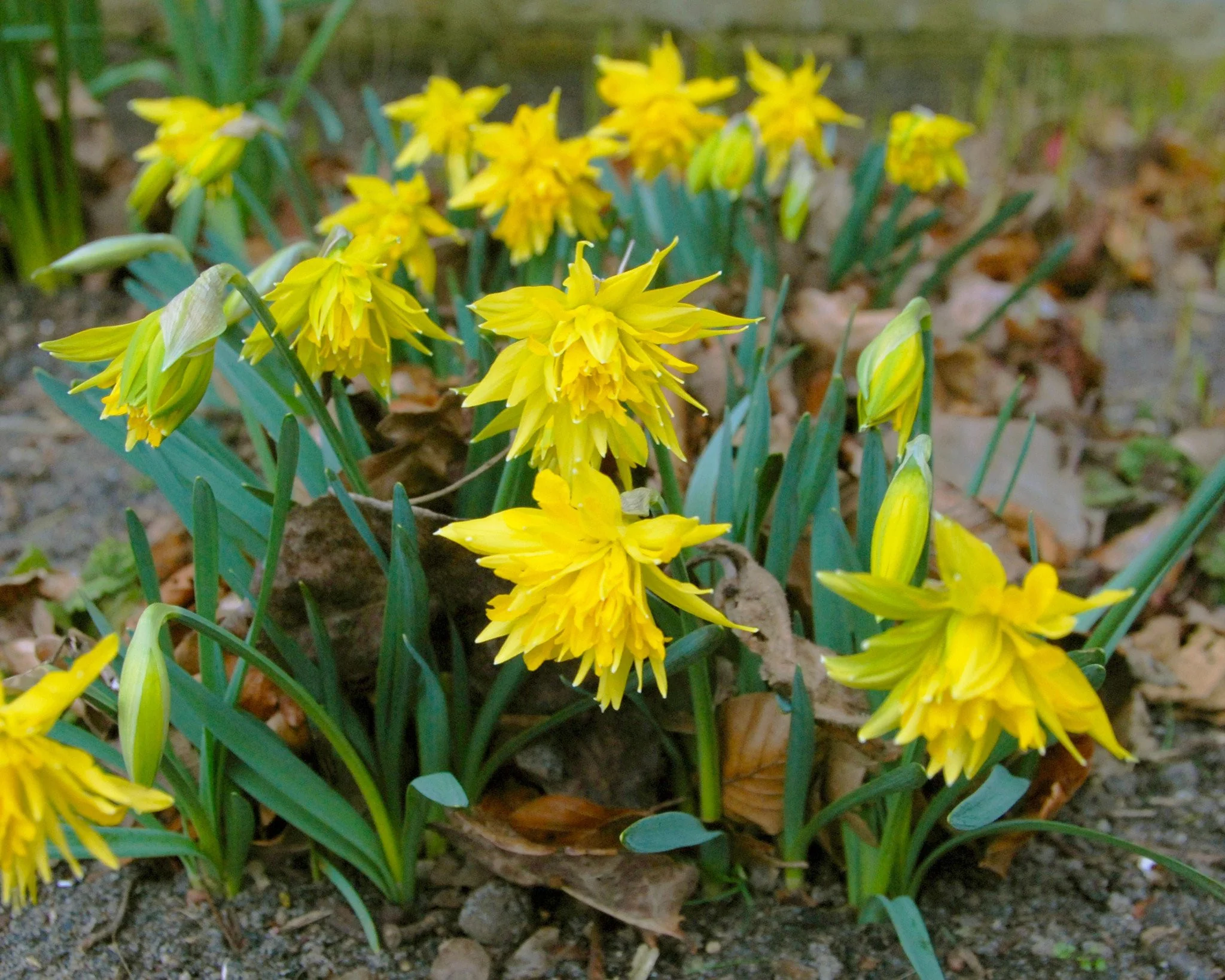 Narcissus 'Rip van Winkle' - Image 3