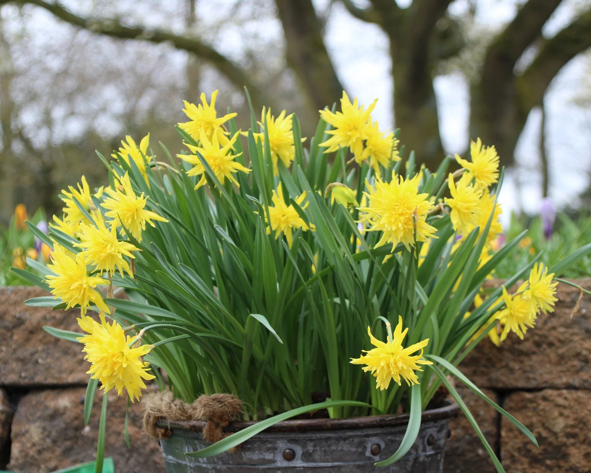 Narcissus 'Rip van Winkle' - Image 4