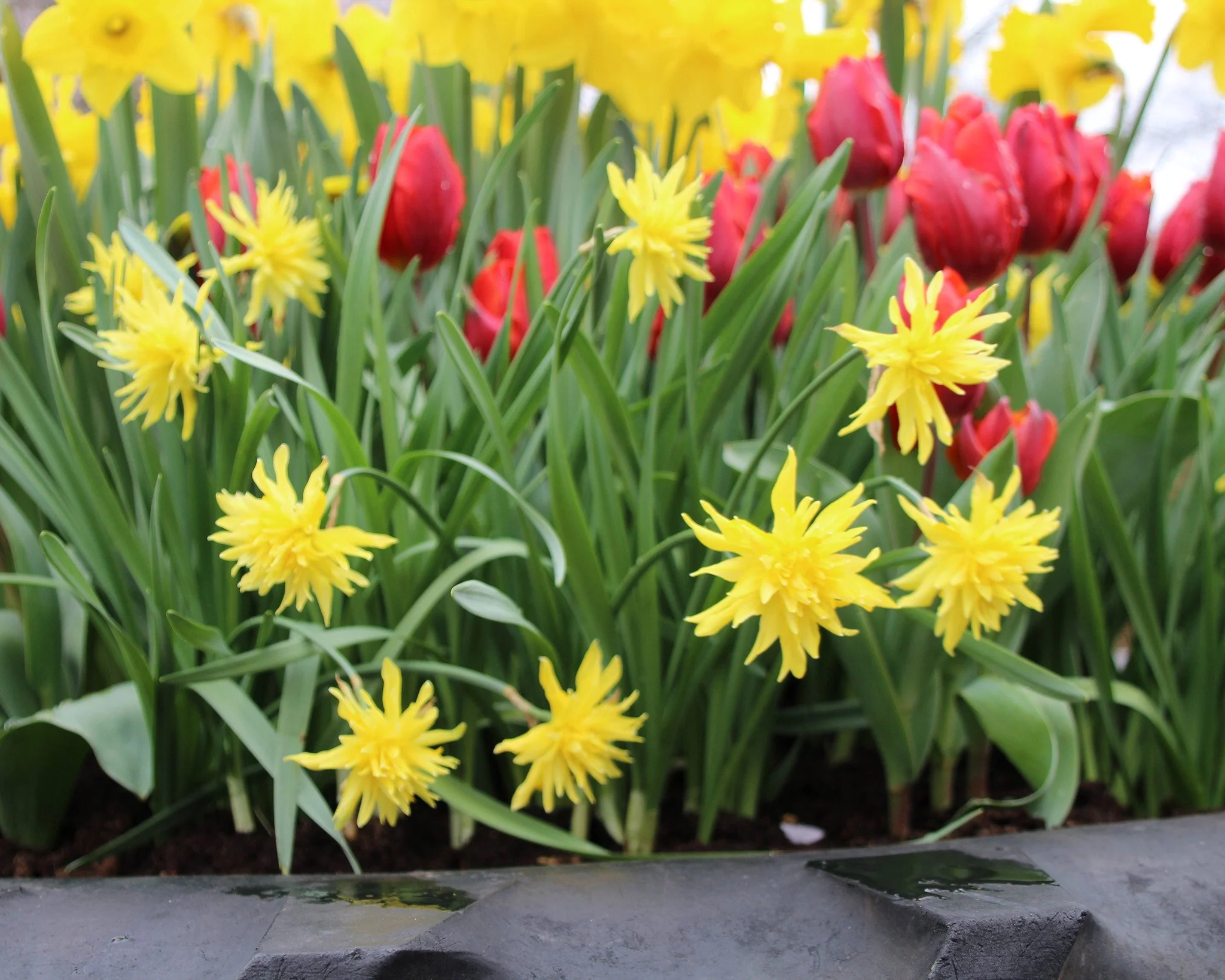 Narcissus 'Rip van Winkle' - Image 6