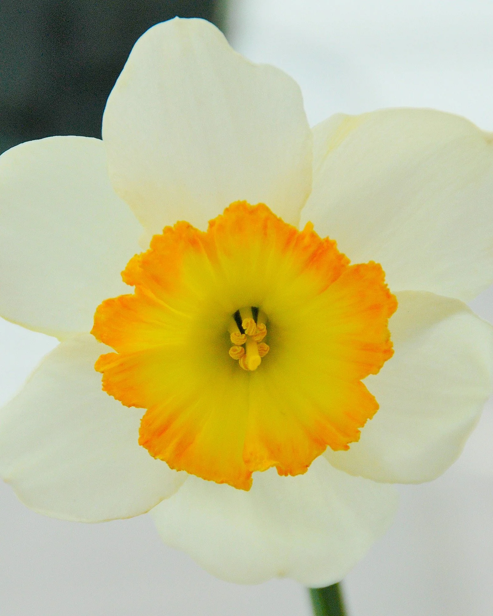 Narcissus 'Roulette'