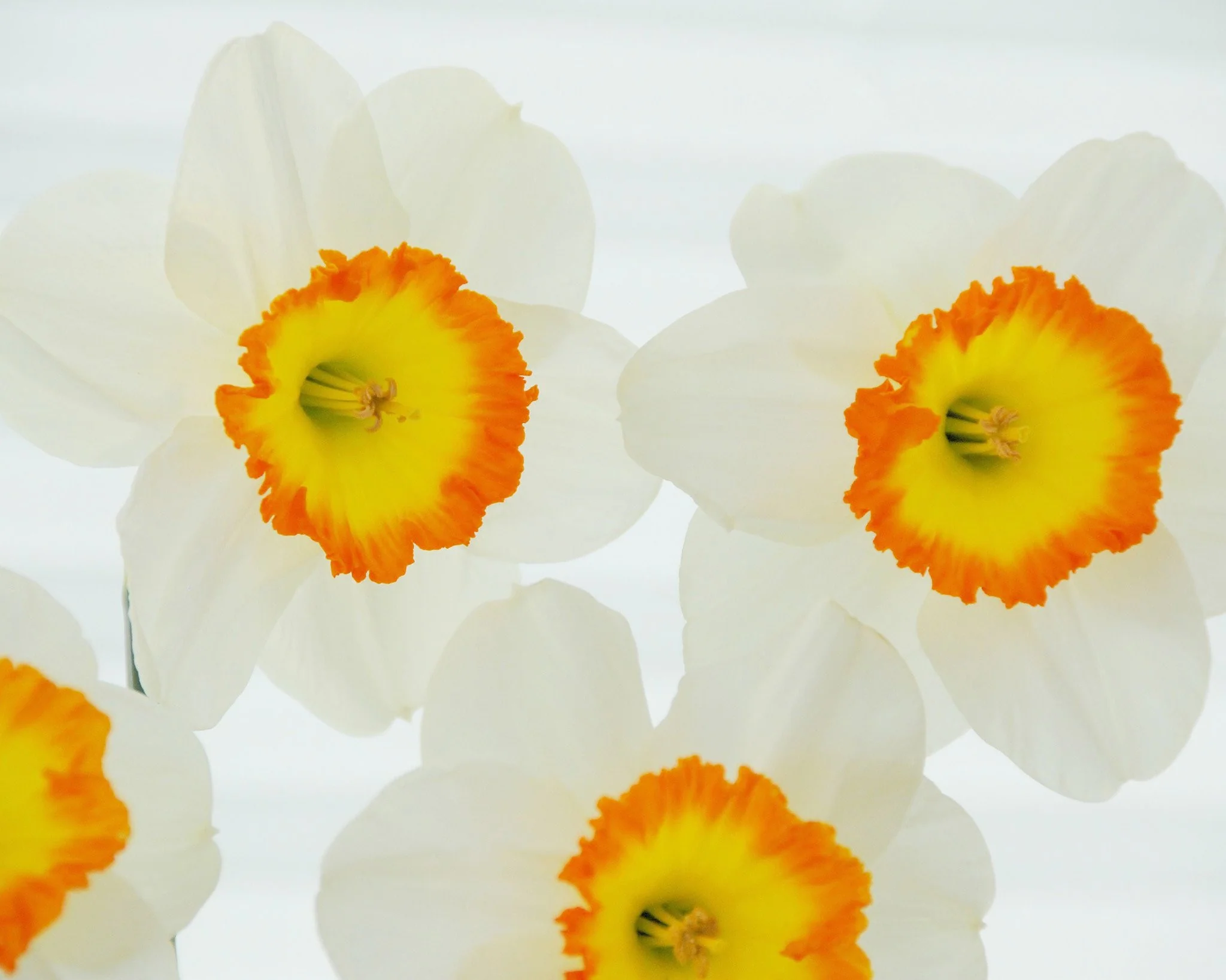 Narcissus 'Roulette' - Image 2