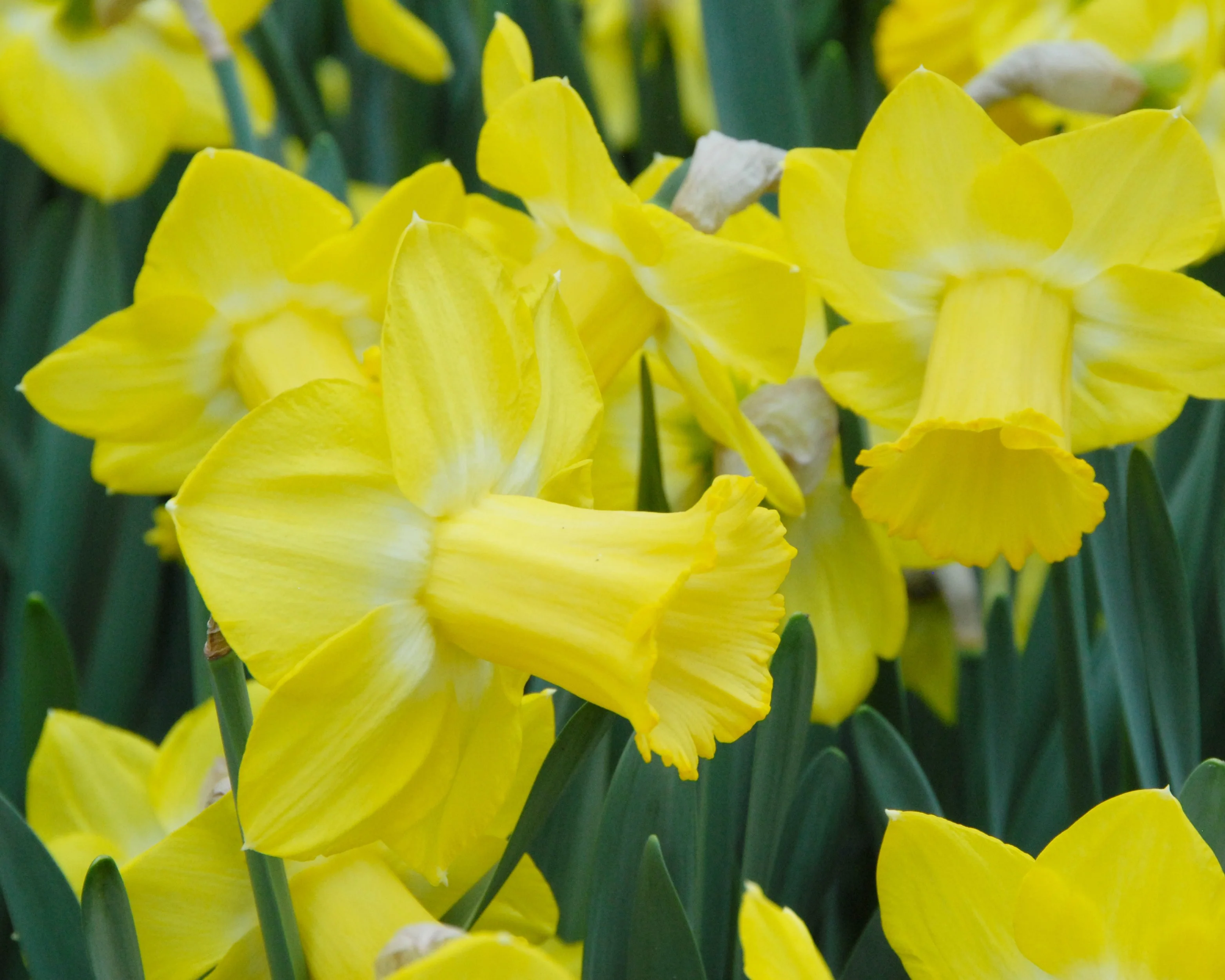 Narcissus 'Sabatini' - Image 3