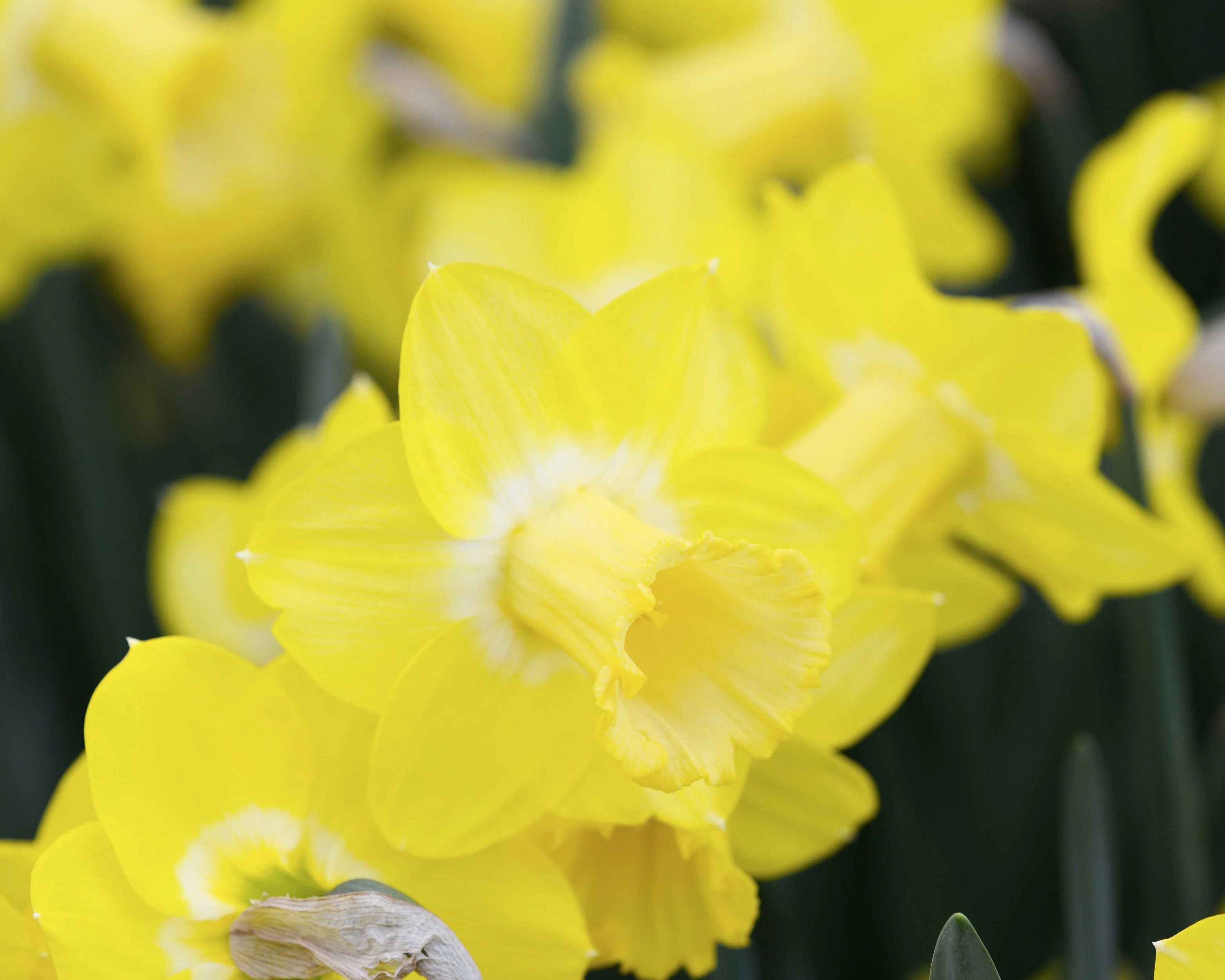 Narcissus 'Sabatini' - Image 4