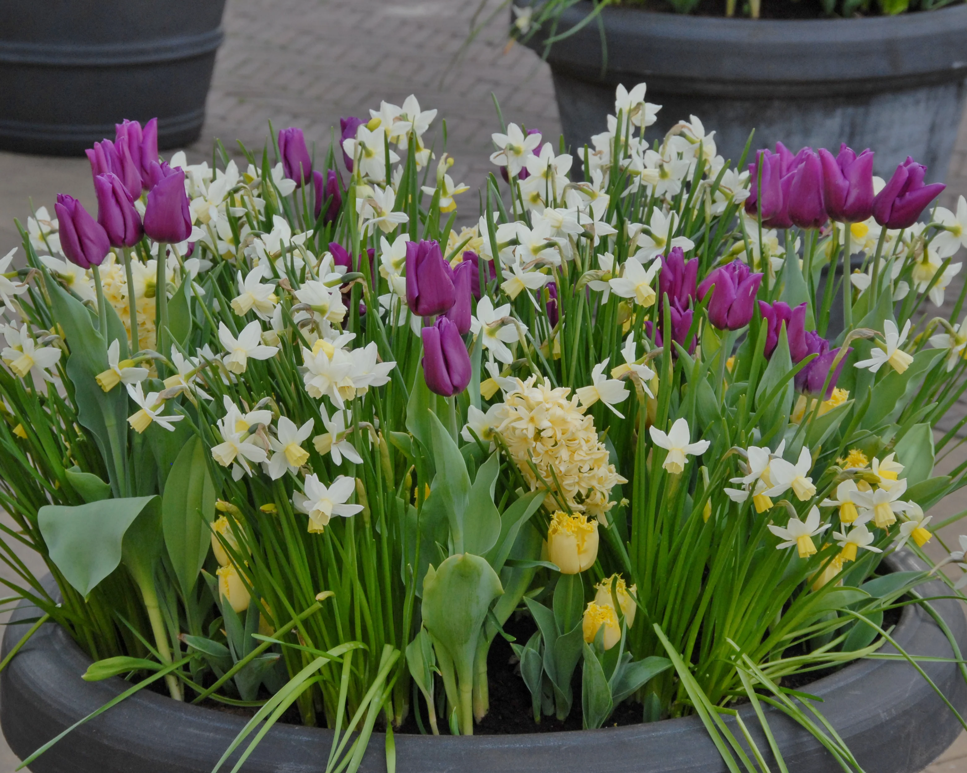 Narcissus 'Sailboat' - Image 11
