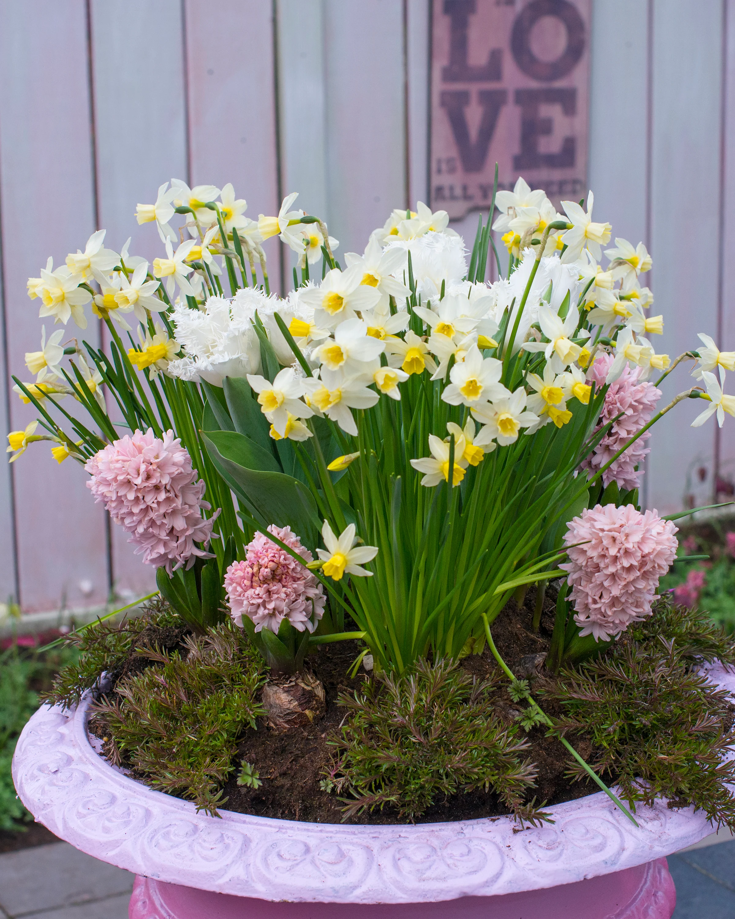 Narcissus 'Sailboat' - Image 12