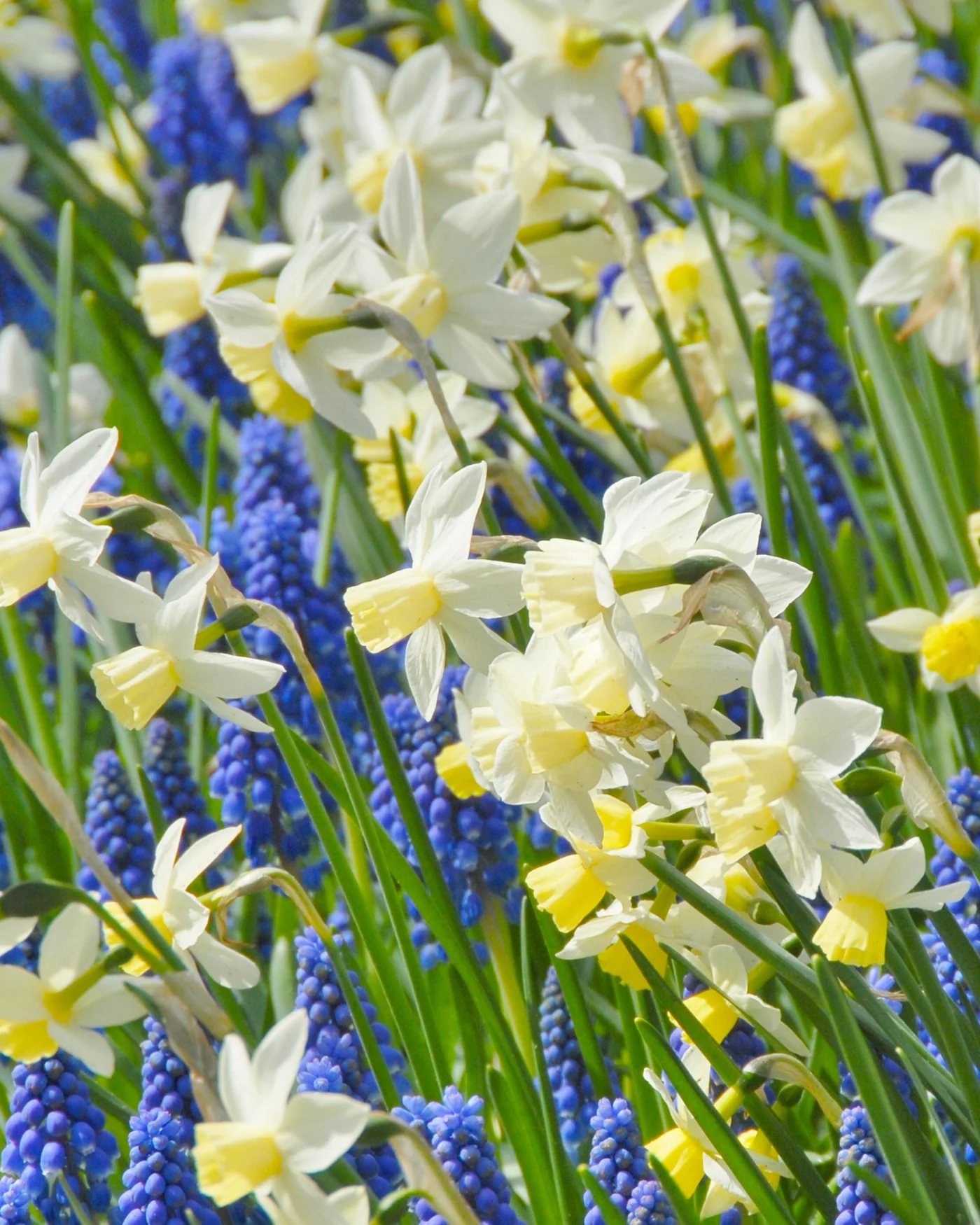 Narcissus 'Sailboat' - Image 15