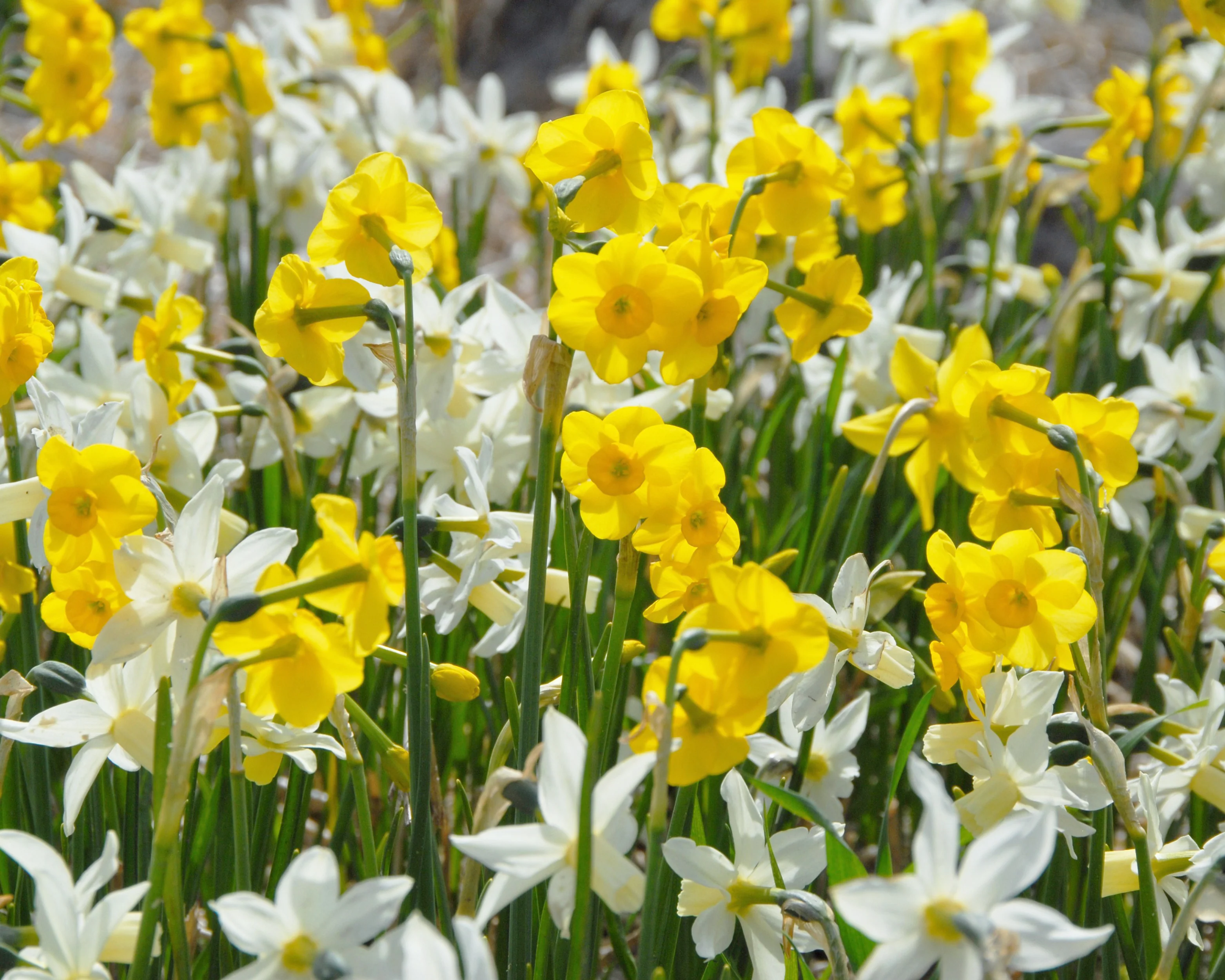 Narcissus 'Sailboat' - Image 16