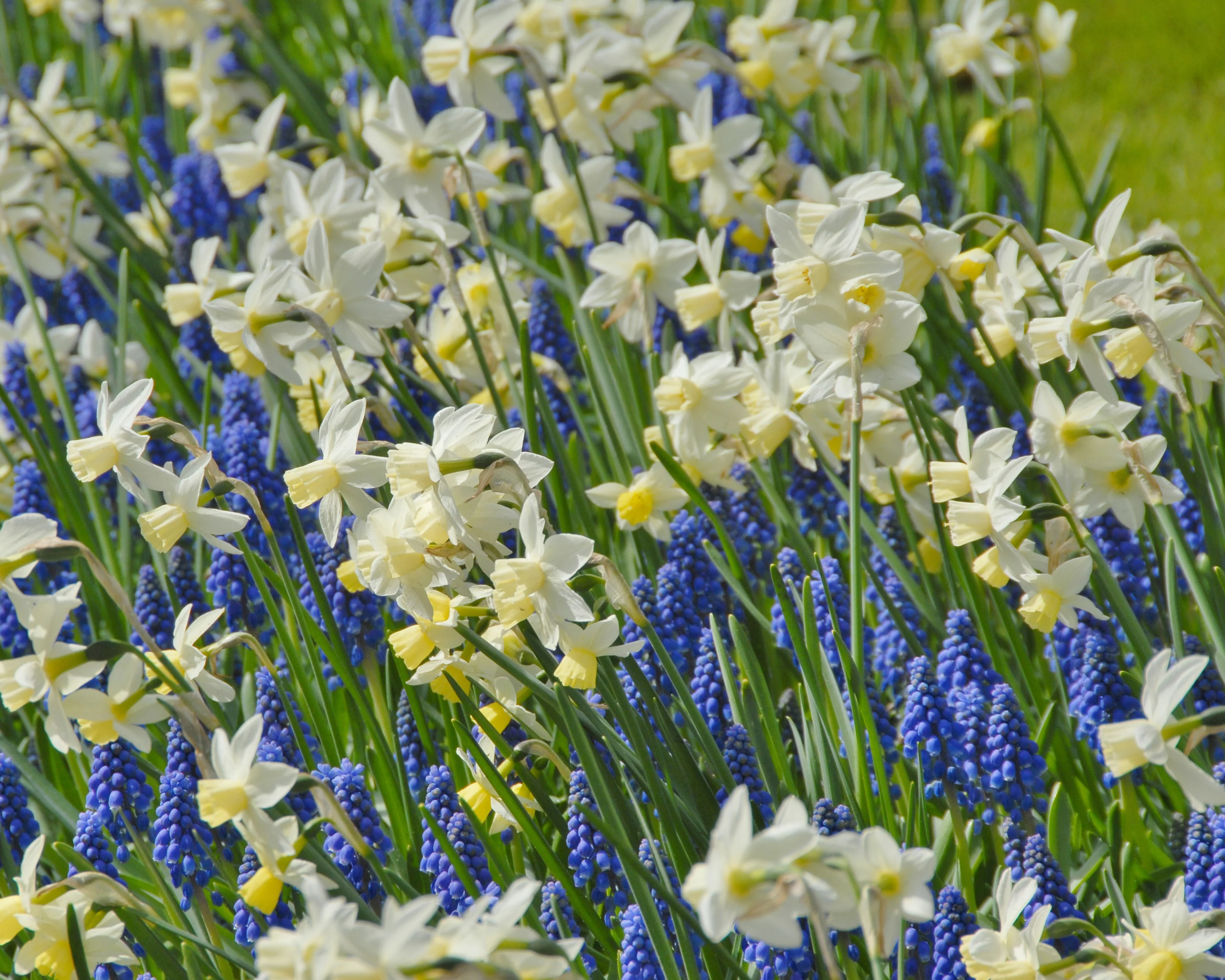 Narcissus 'Sailboat' - Image 17