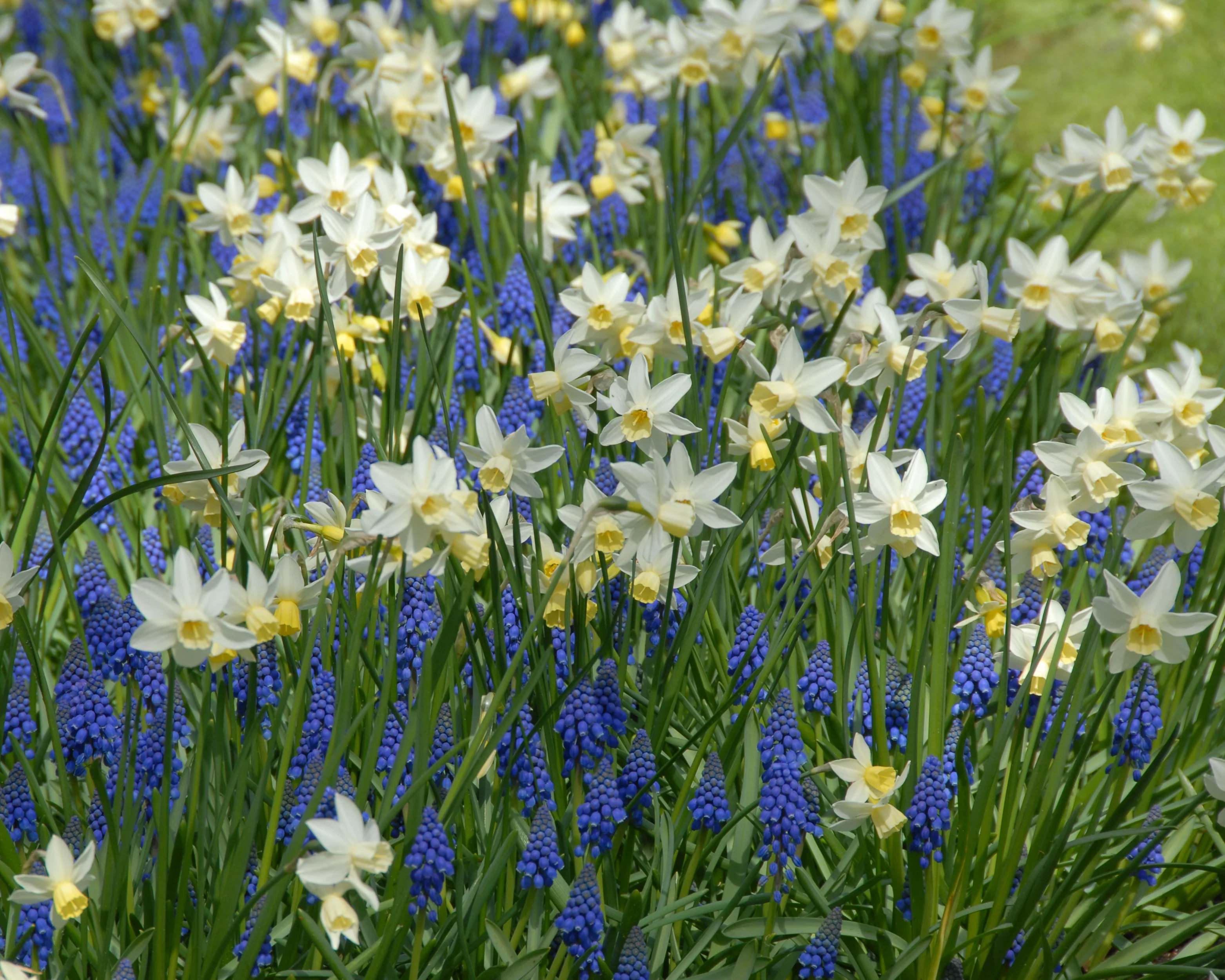 Narcissus 'Sailboat' - Image 18