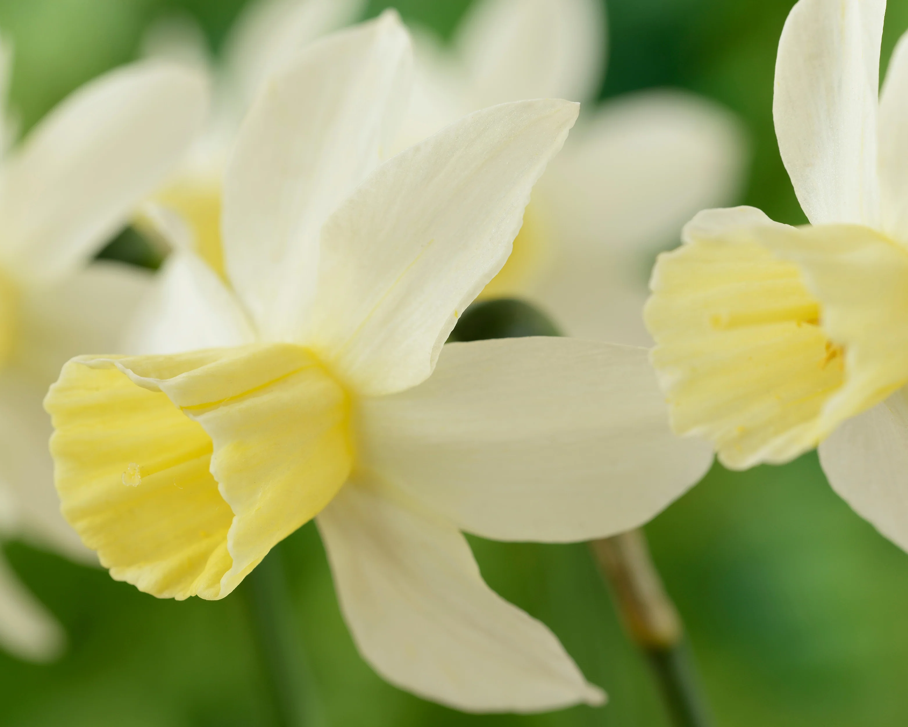 Narcissus 'Sailboat' - Image 4