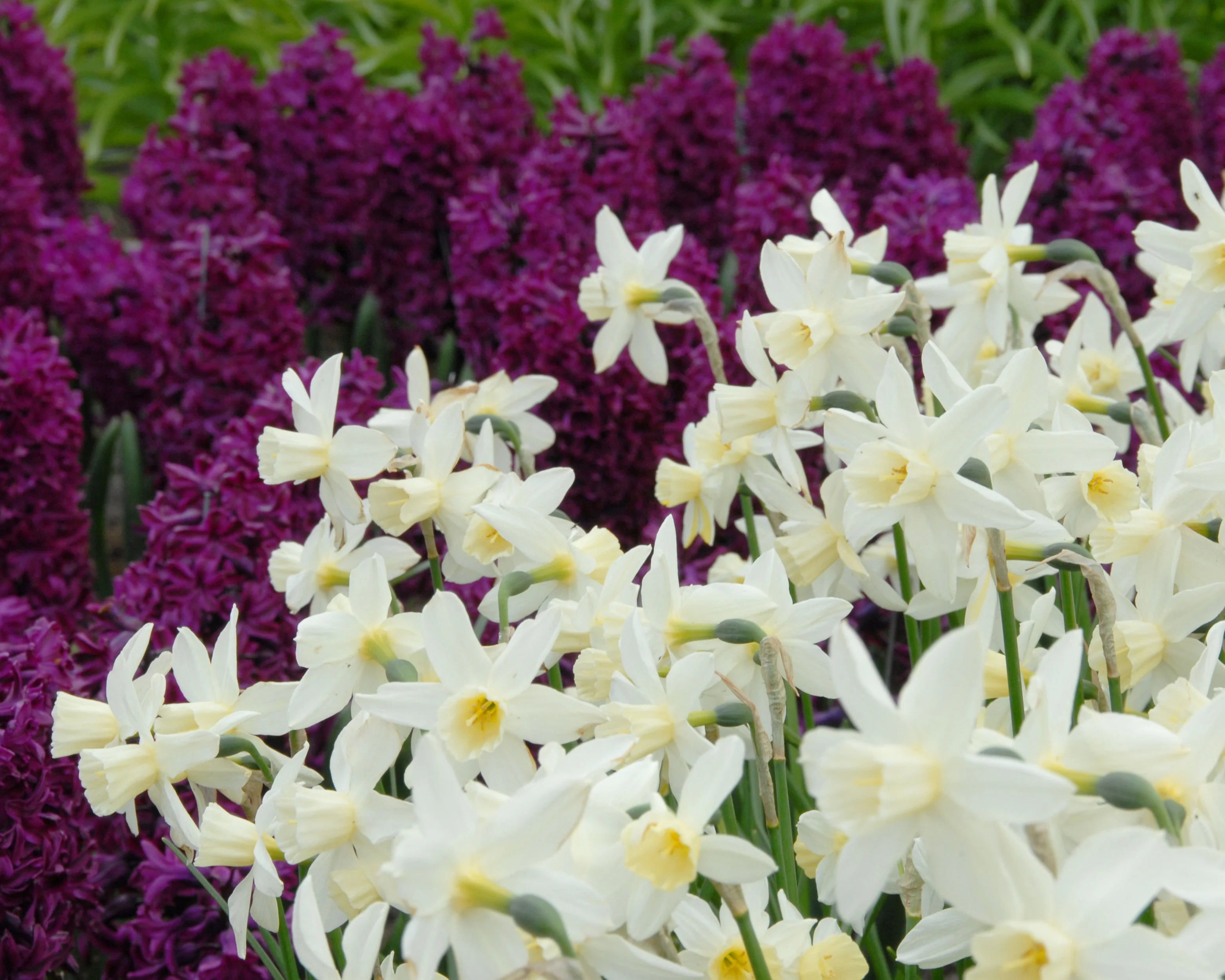 Narcissus 'Sailboat' - Image 7