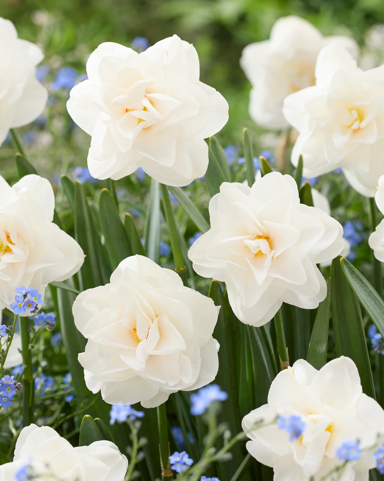 Narcissus 'Saint Clair' - Image 2