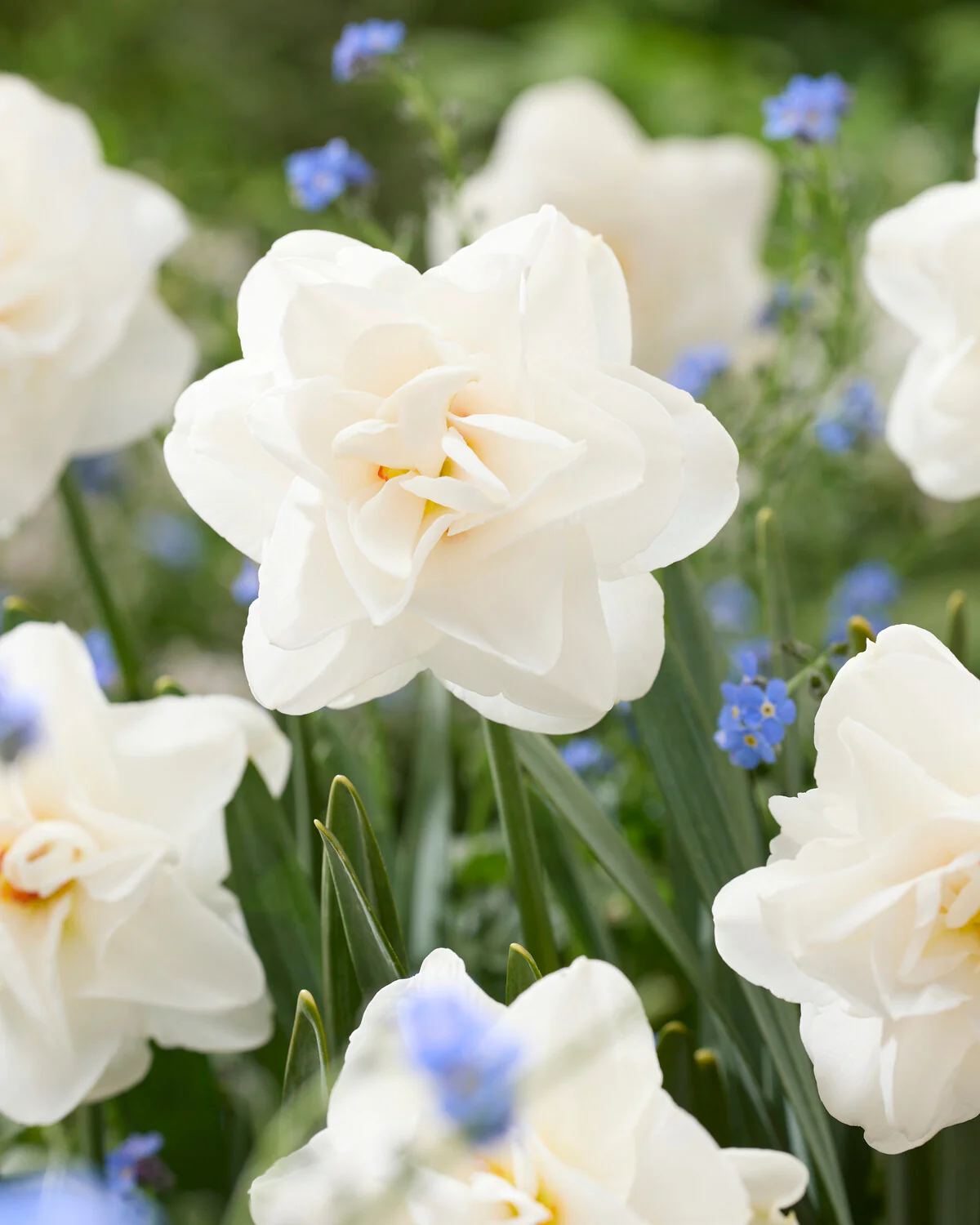 Narcissus 'Saint Clair' - Image 3