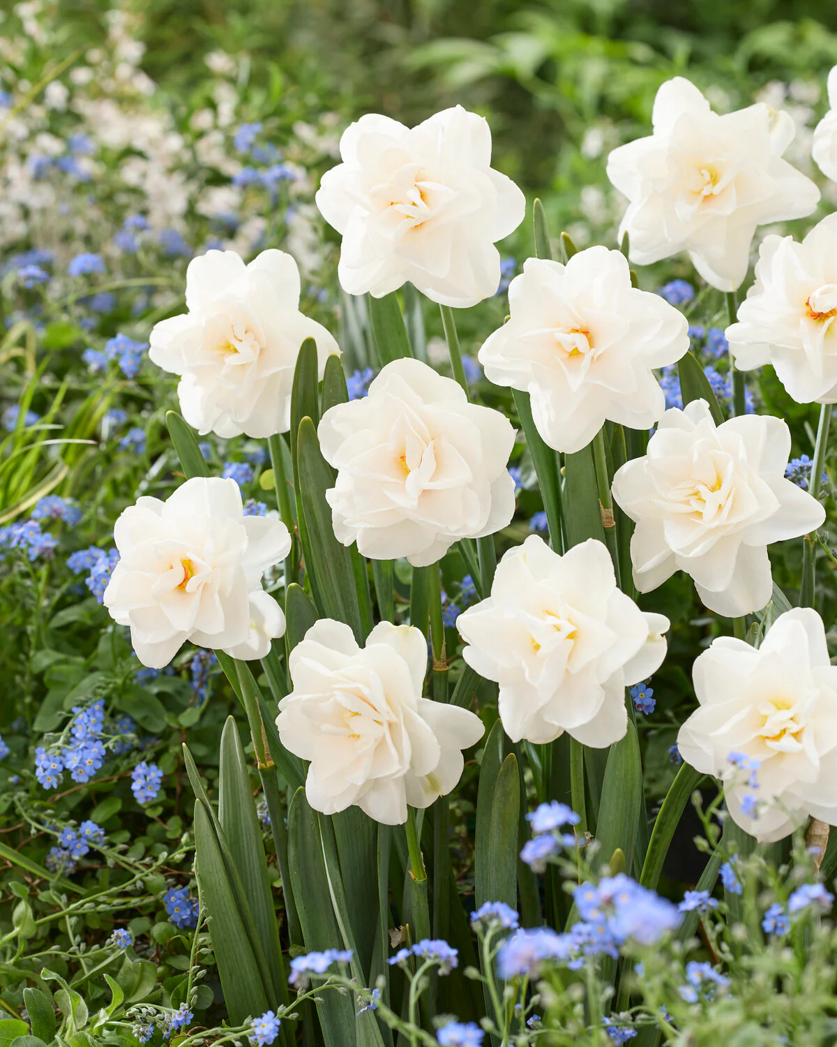 Narcissus 'Saint Clair' - Image 4
