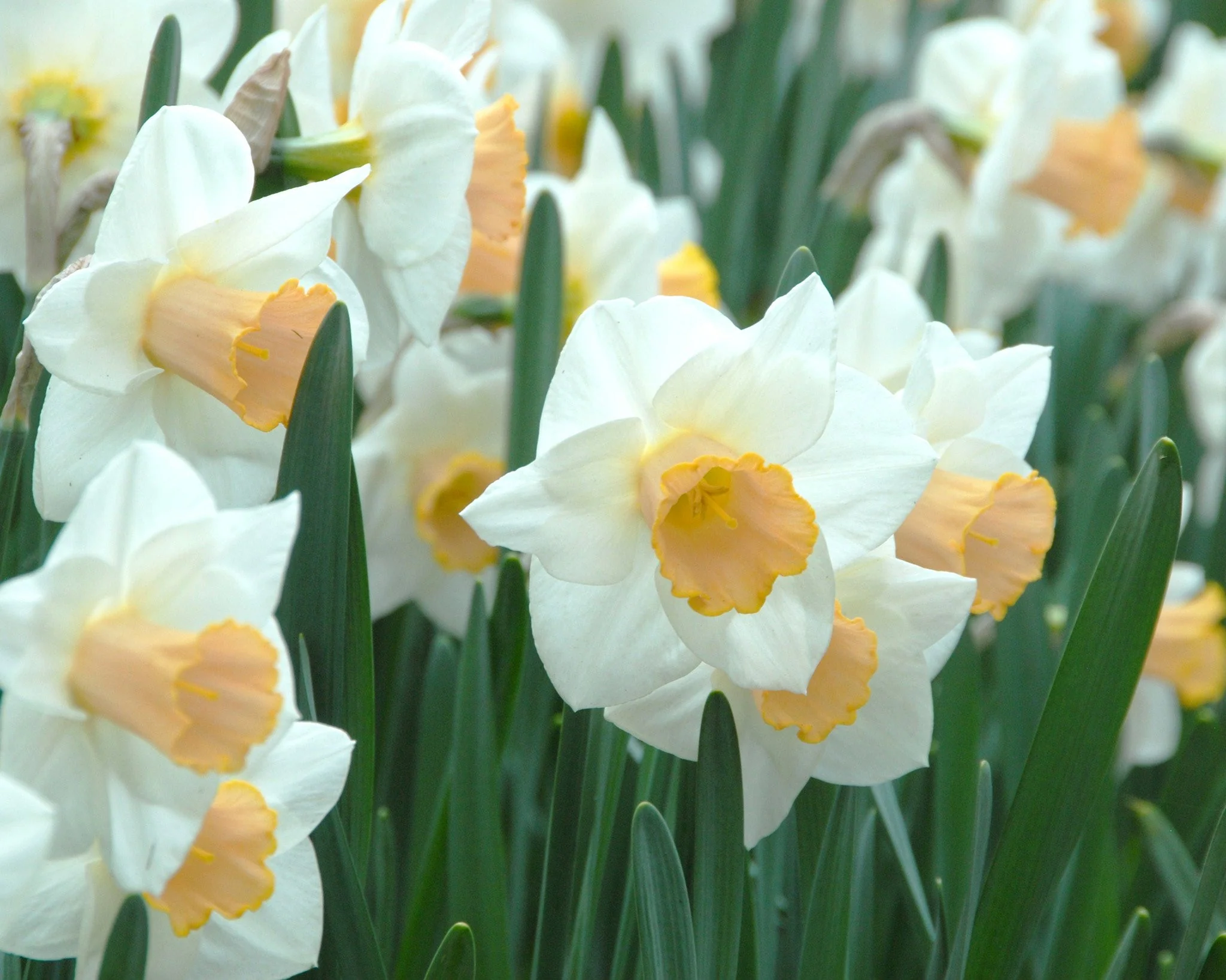 Narcissus 'Salome' - Image 3