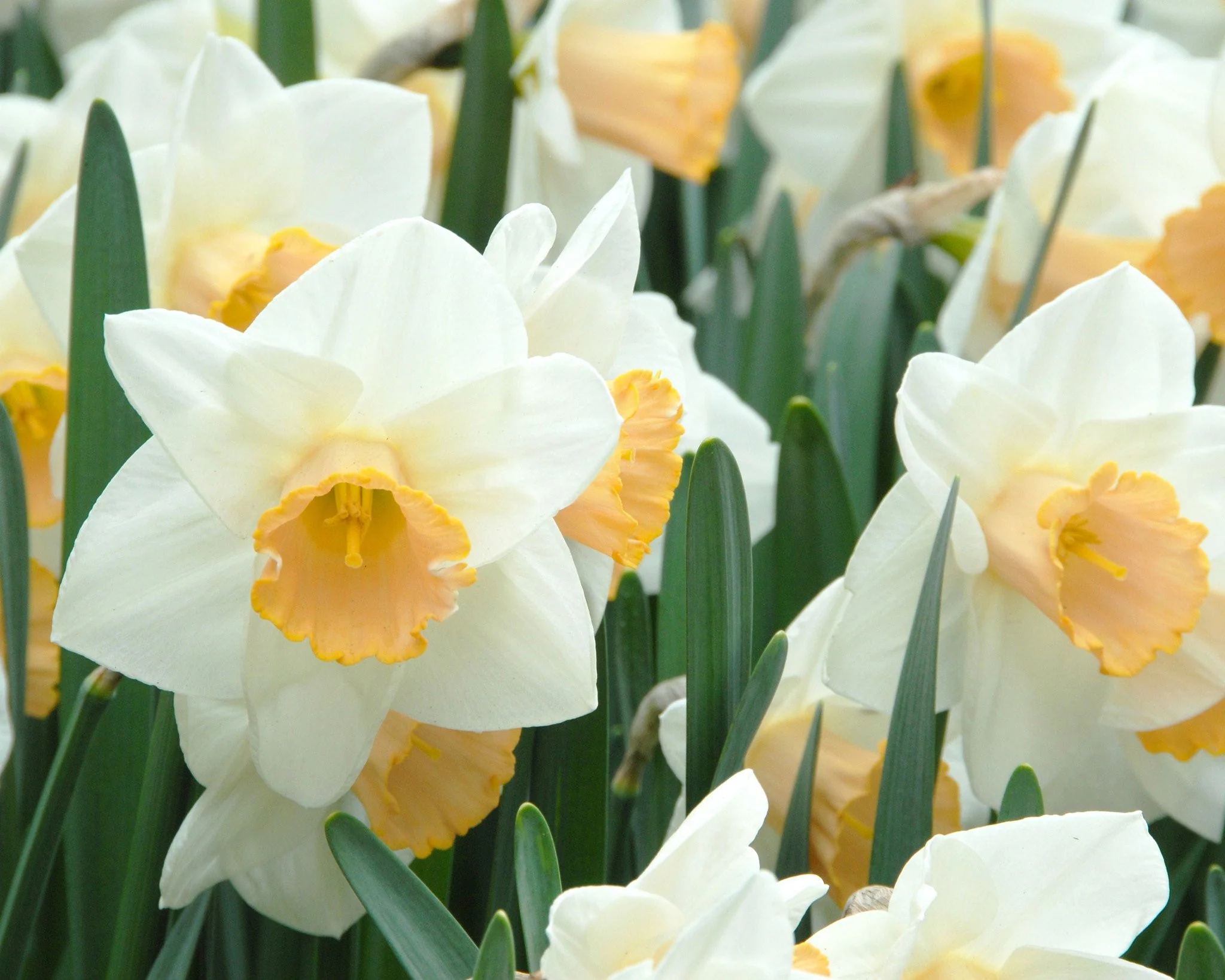 Narcissus 'Salome' - Image 4