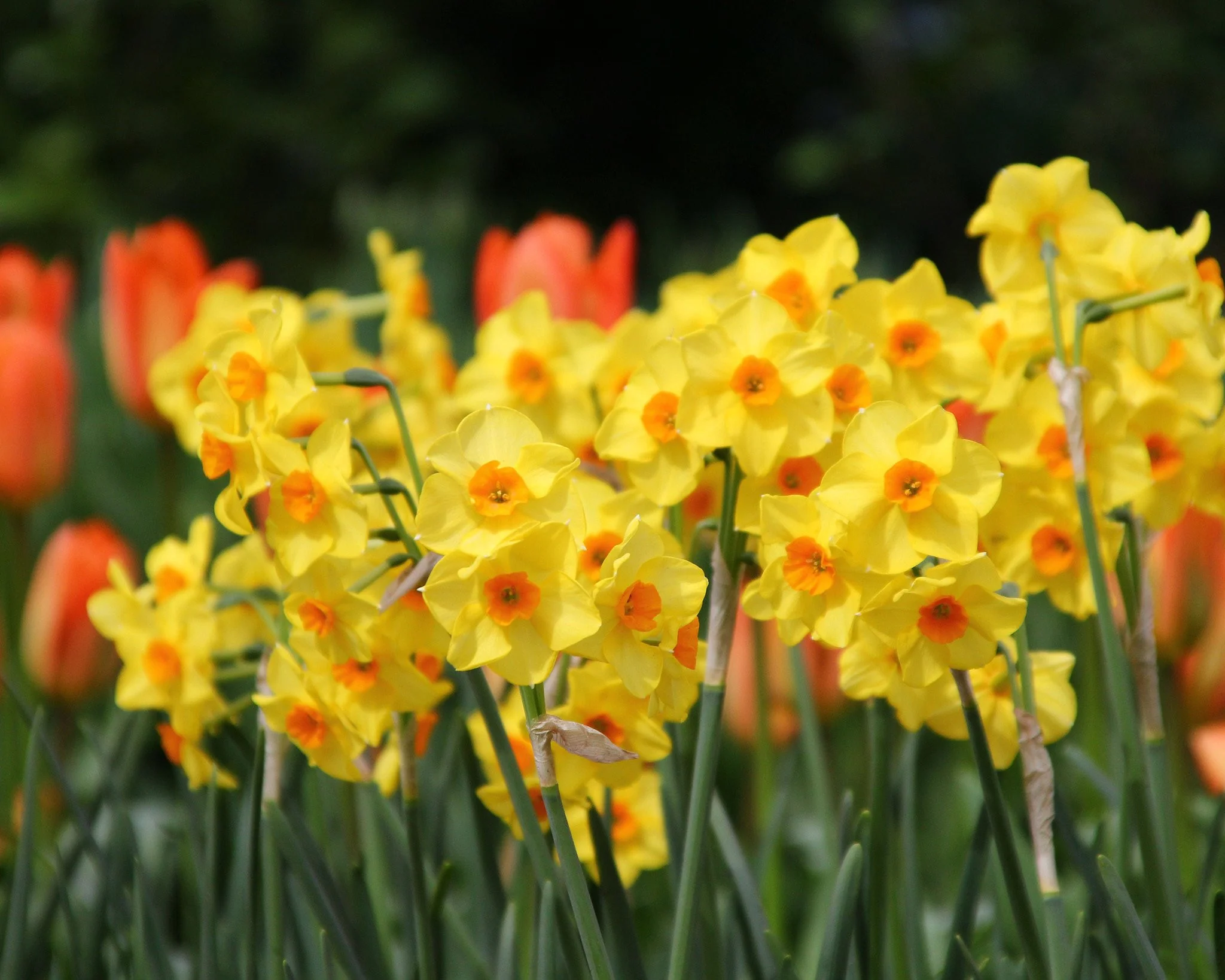 Narcissus 'Scarlet Gem' - Image 2