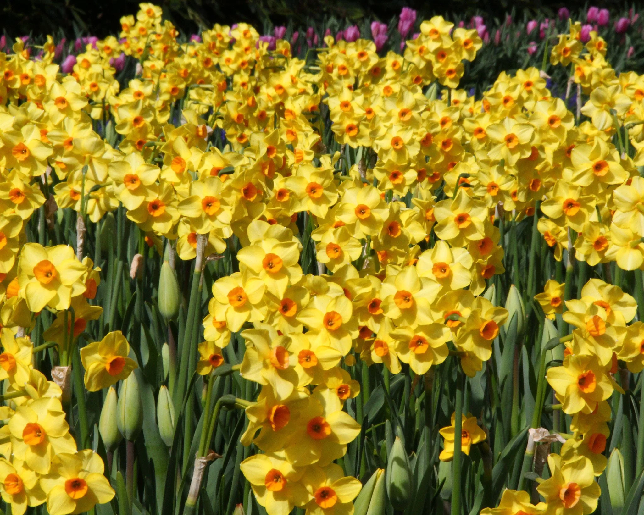 Narcissus 'Scarlet Gem' - Image 3