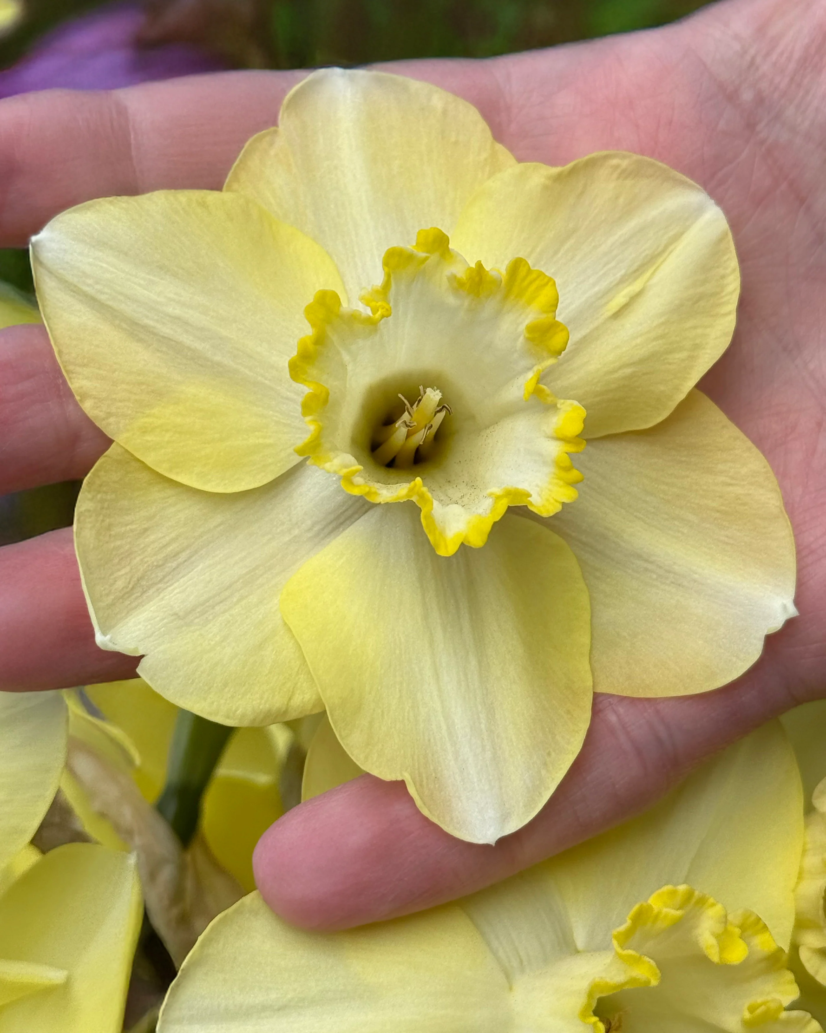 Narcissus 'Scrumpy' - Image 4