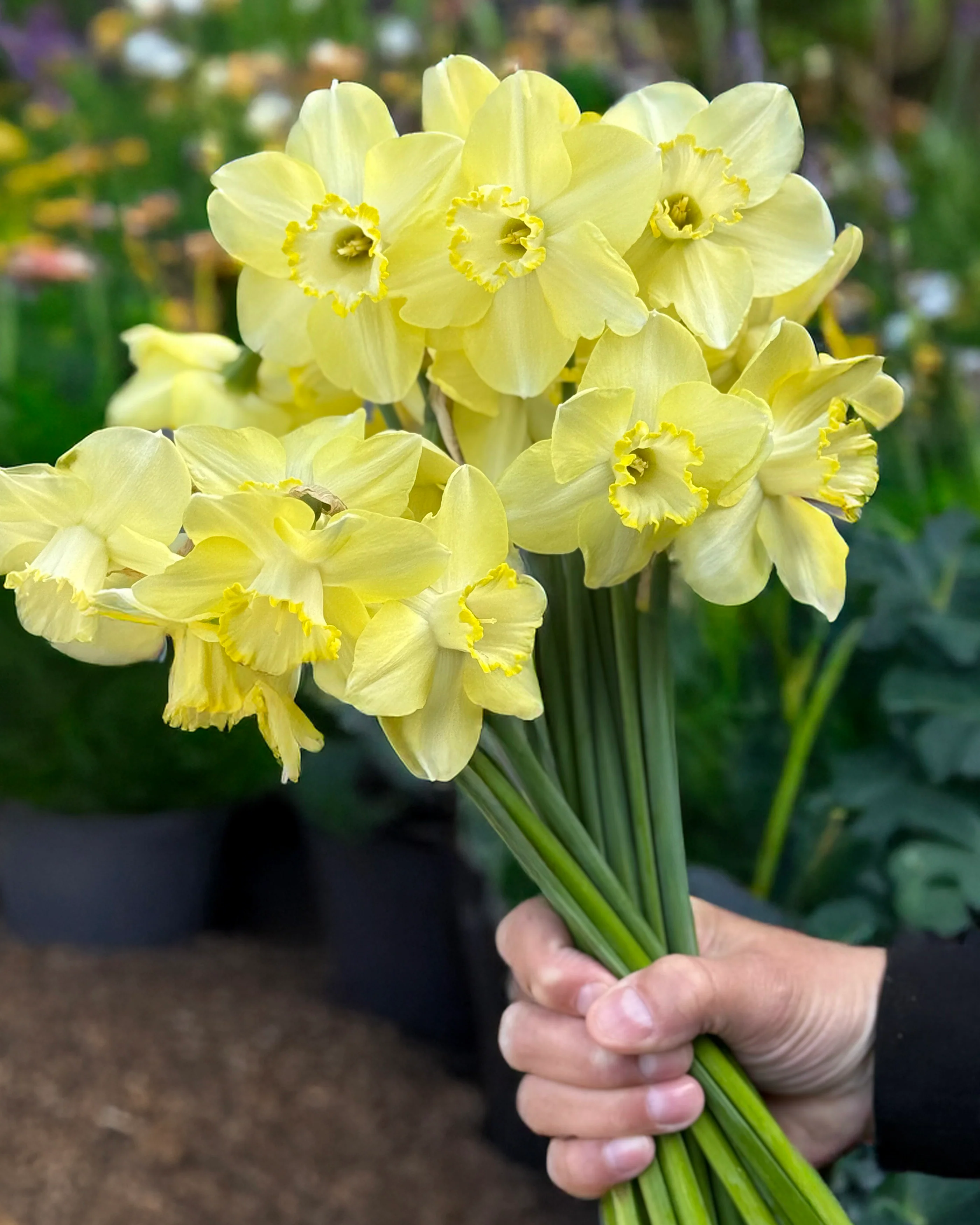 Narcissus 'Scrumpy' - Image 5