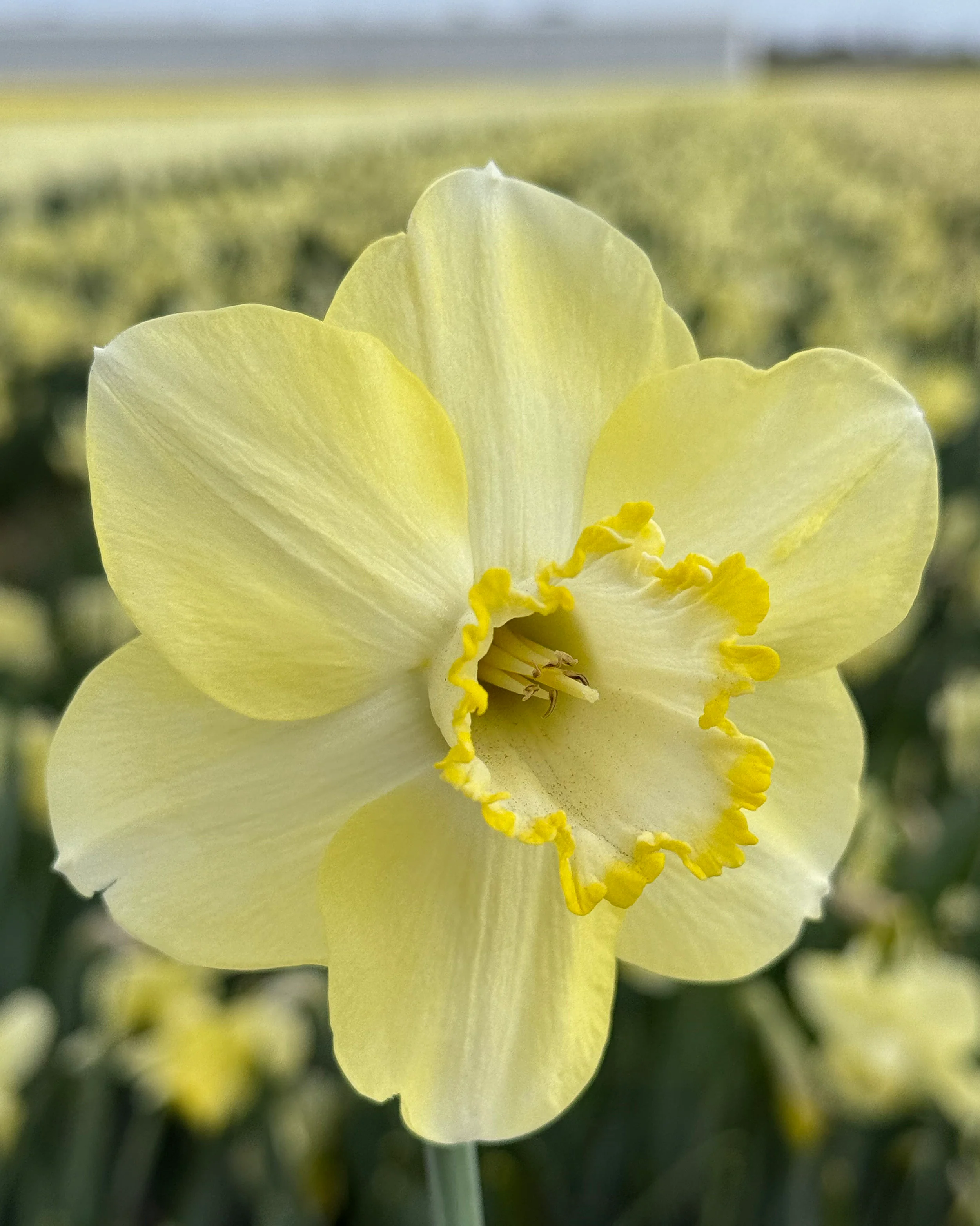 Narcissus 'Scrumpy' - Image 6