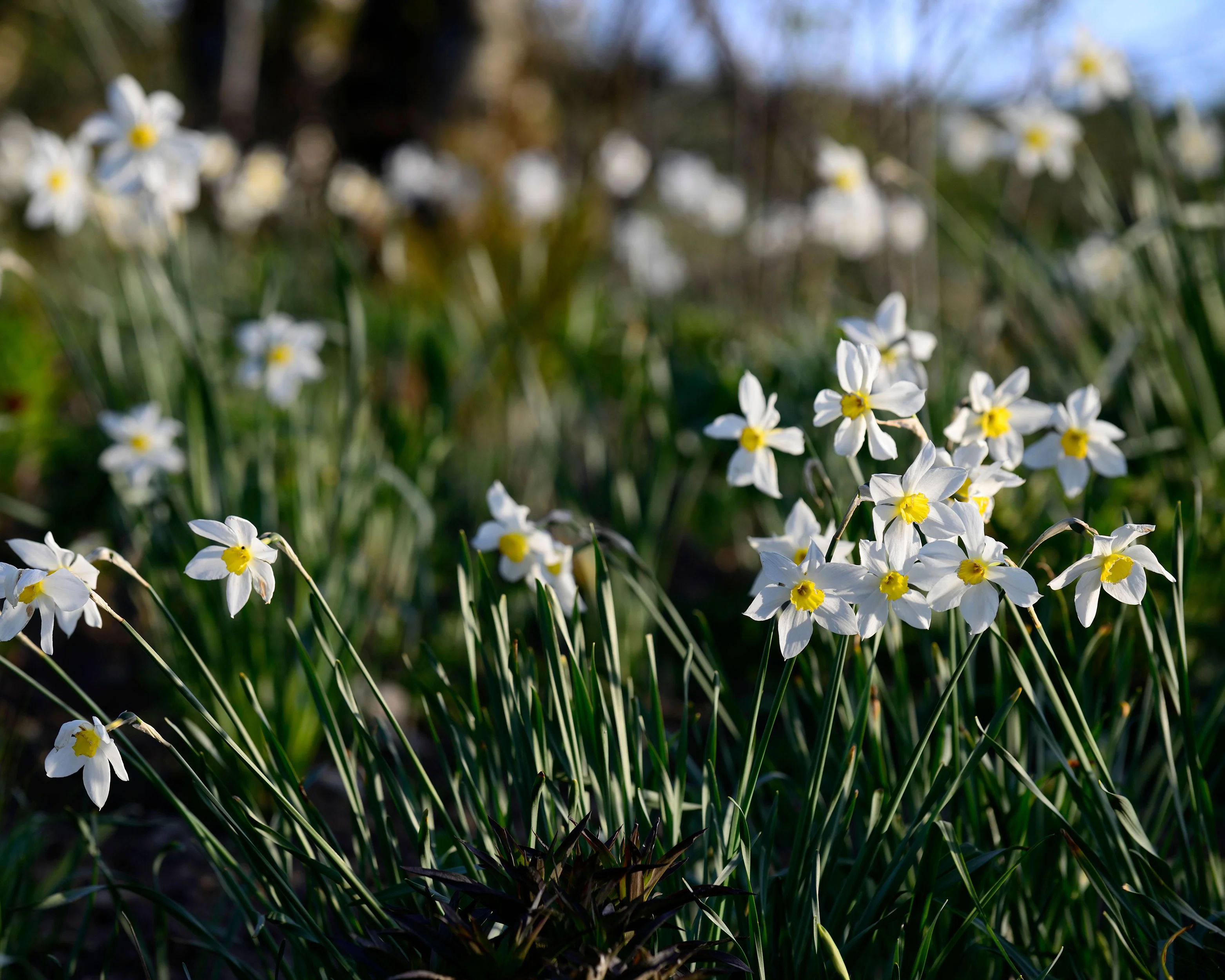 Narcissus 'Segovia' - Image 11