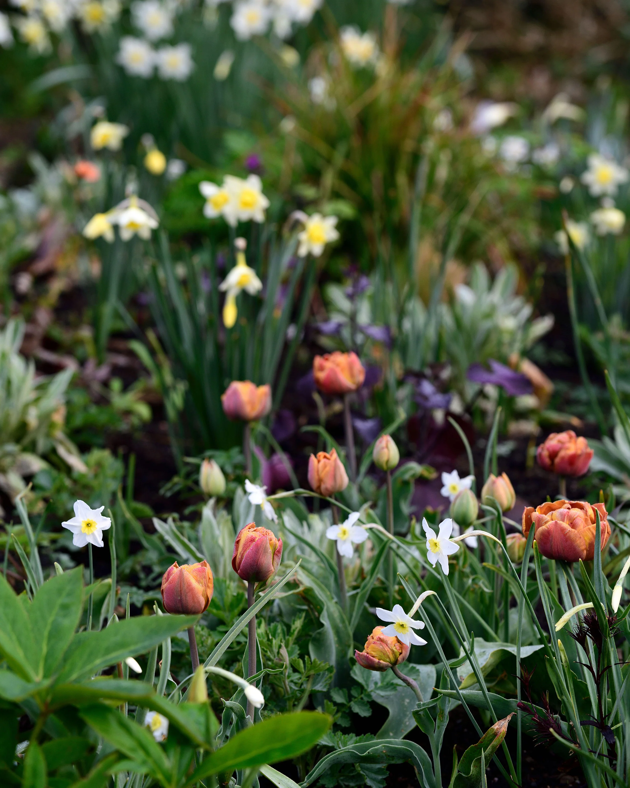 Narcissus 'Segovia' - Image 13